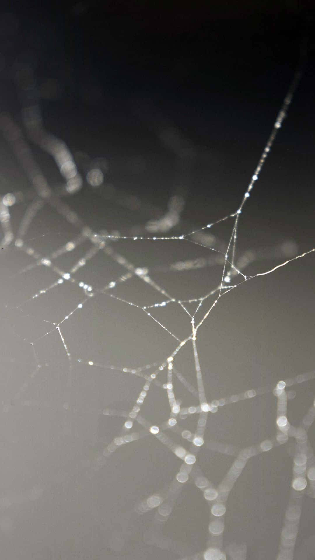 Spider Web 桌布 壁紙 — 精緻的蜘蛛網在柔和的灰色黎明天空下閃爍著露珠。