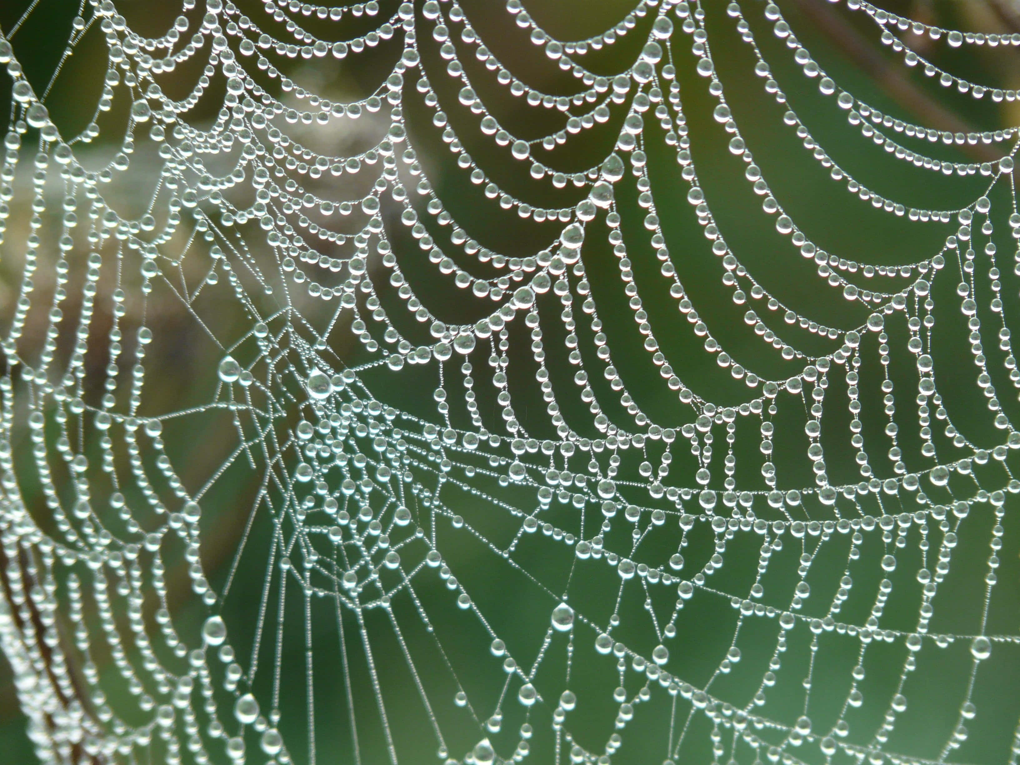 Cobwebs 桌布 壁紙 — 精緻的蜘蛛網在柔和的綠色背景下閃爍著露珠。