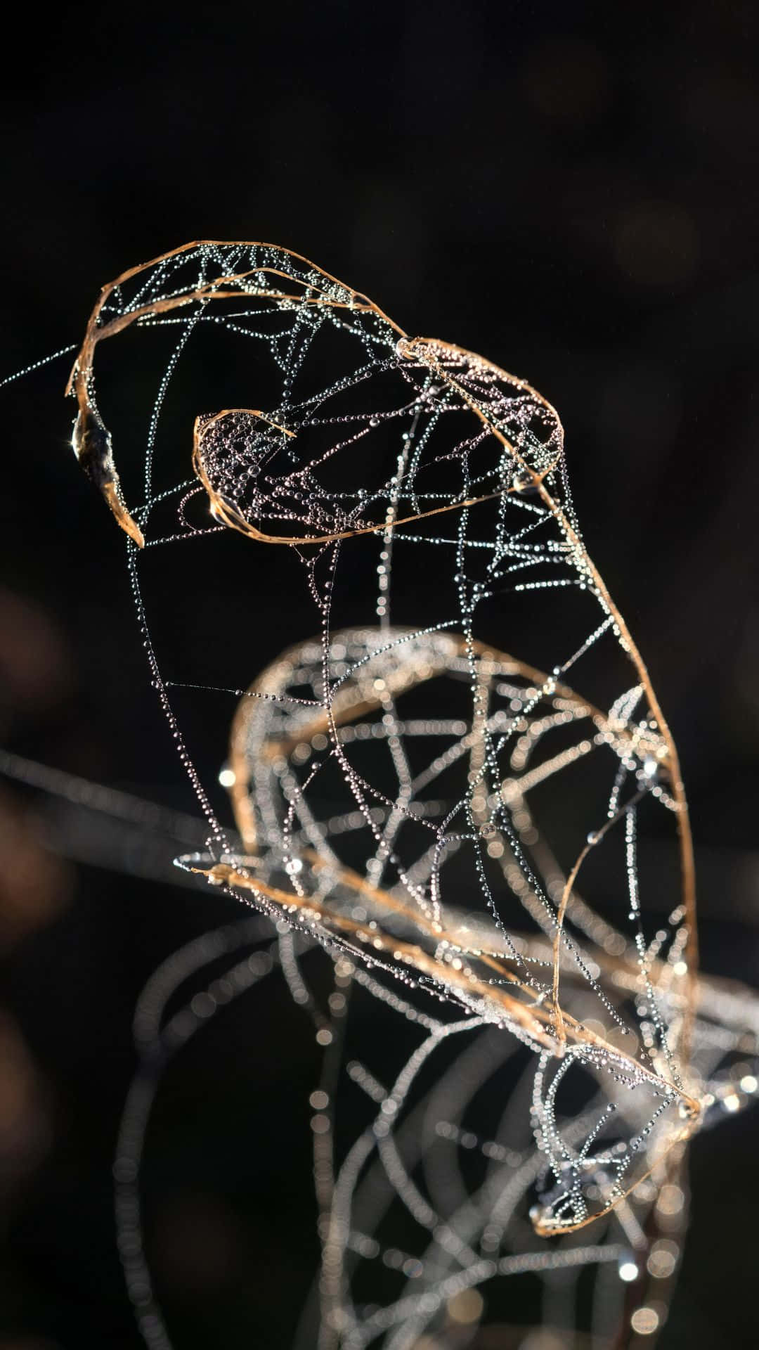 詭異的GIF 桌布 壁紙 — 精緻的蜘蛛網在深色背景下閃爍著露珠，形成複雜而空靈的自然雕塑。