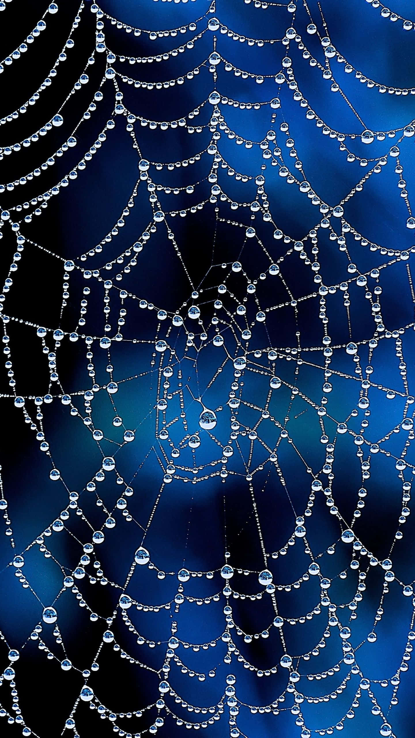Spider Web 桌布 壁紙 — 精緻的蜘蛛網在深藍色漸變背景上閃爍著露珠。
