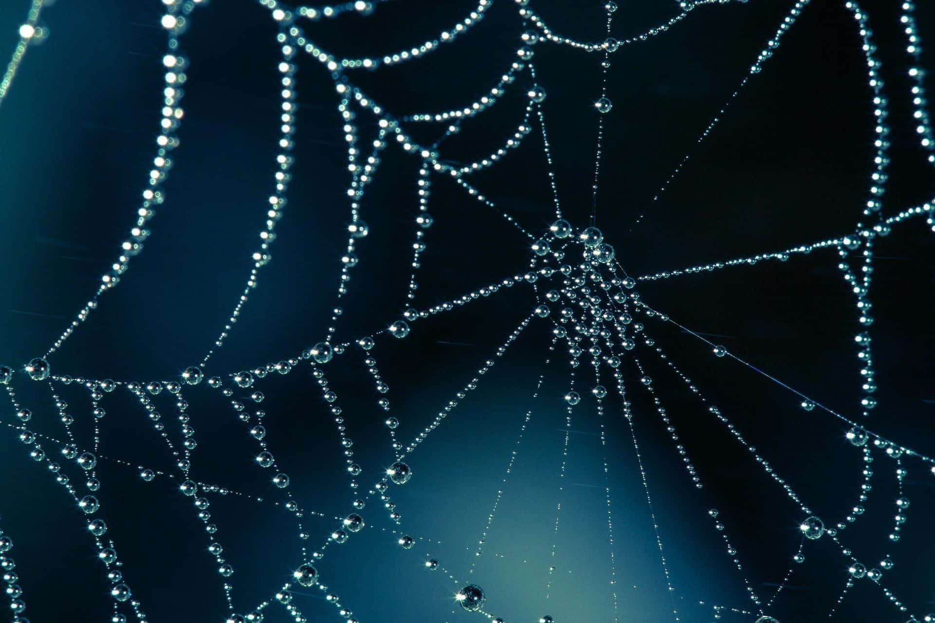 Spider Web 桌布 壁紙 — 精緻的蜘蛛網在深藍色的暮色天空中閃爍著露珠。