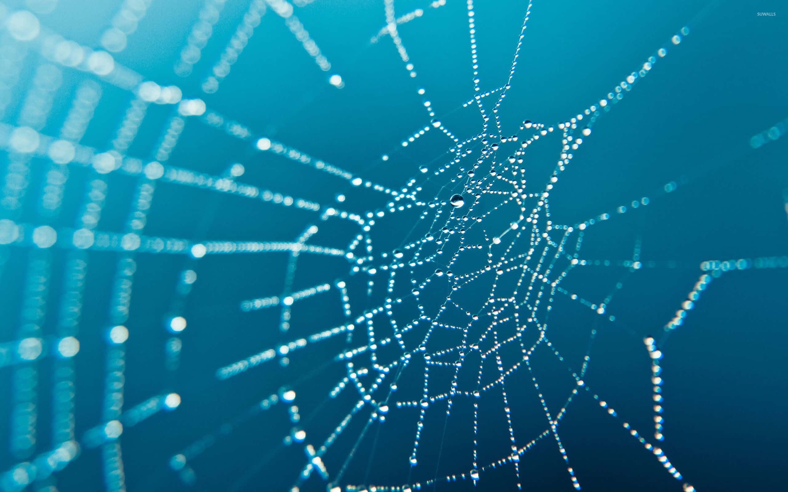 Spider Webs 桌布 壁紙 — 精緻的蜘蛛網在清涼的藍色漸變背景上閃爍著露珠。