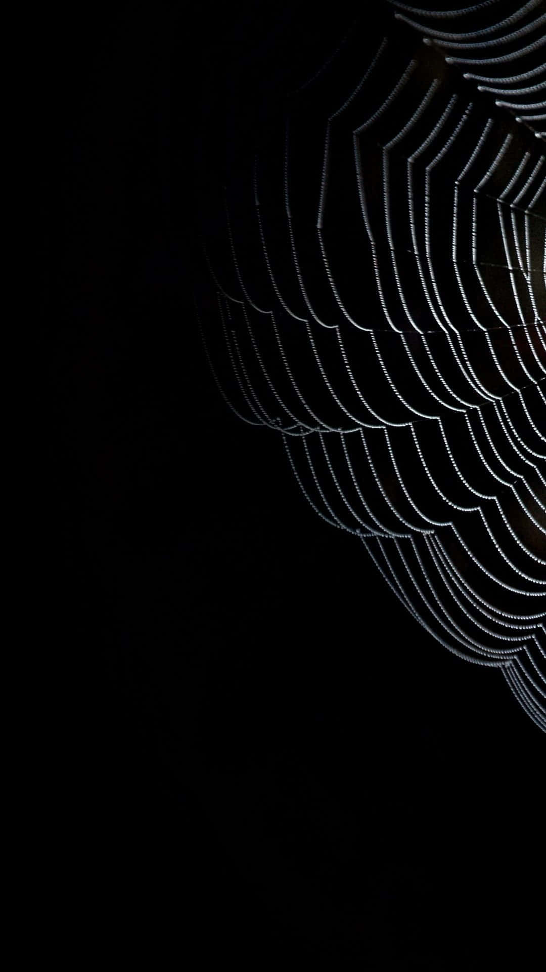 web 桌布 壁紙 — 精緻的蜘蛛網在漆黑背景下閃爍著露珠，形成燦爛的幾何圖案。