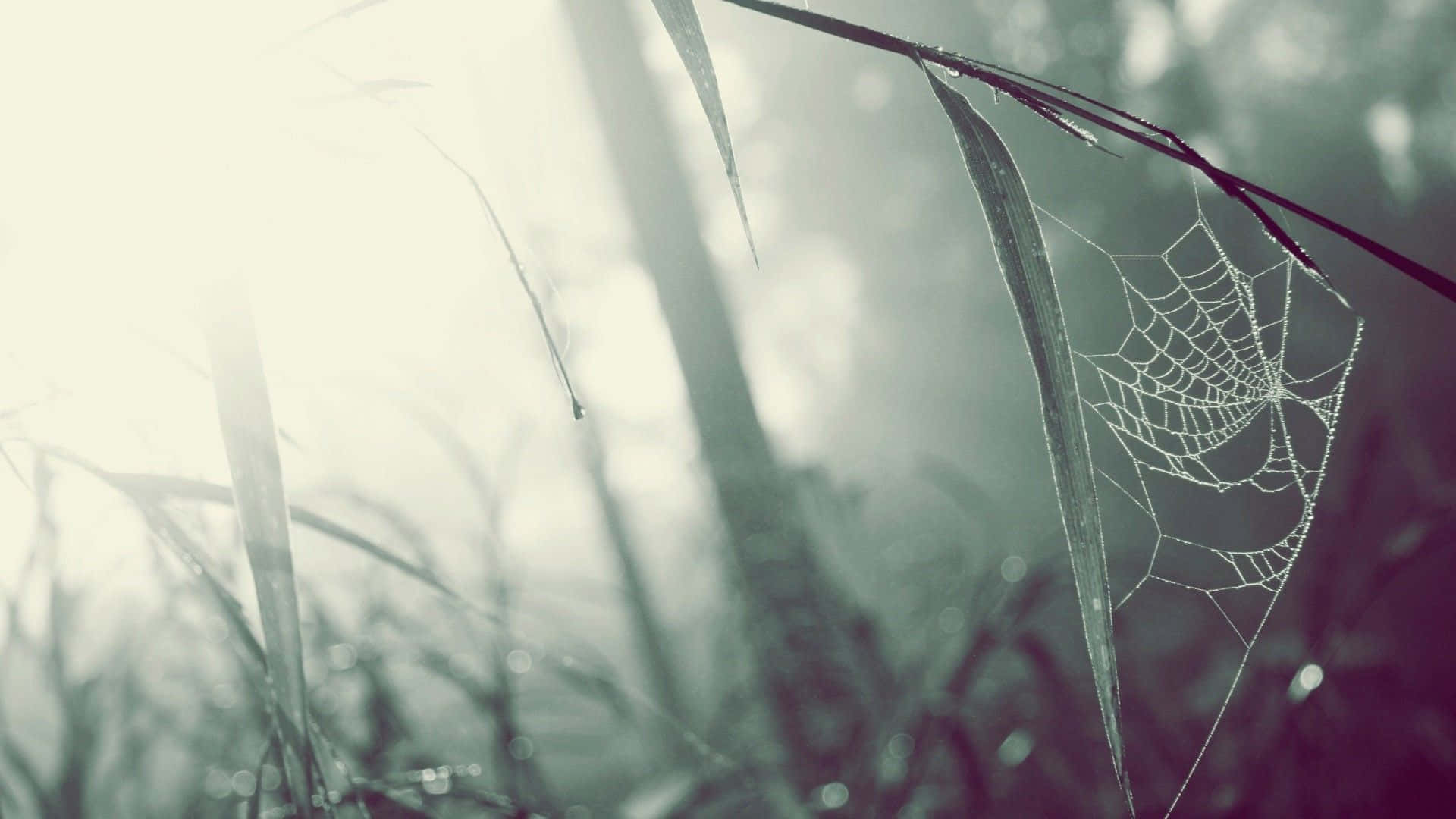 Spider Web 桌布 壁紙 — 精緻的蜘蛛網在穿過高草的柔和晨光中閃爍著露珠。
