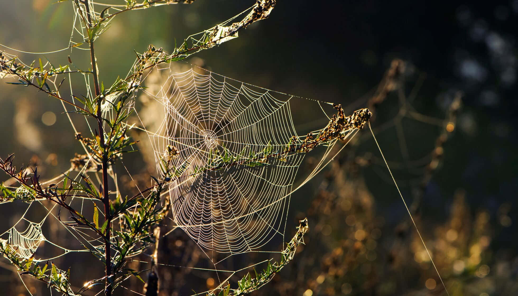 Cobwebs 桌布 壁紙 — 精緻的蜘蛛網在陽光照耀的樹枝間閃爍著露珠，背景是柔和模糊的森林。