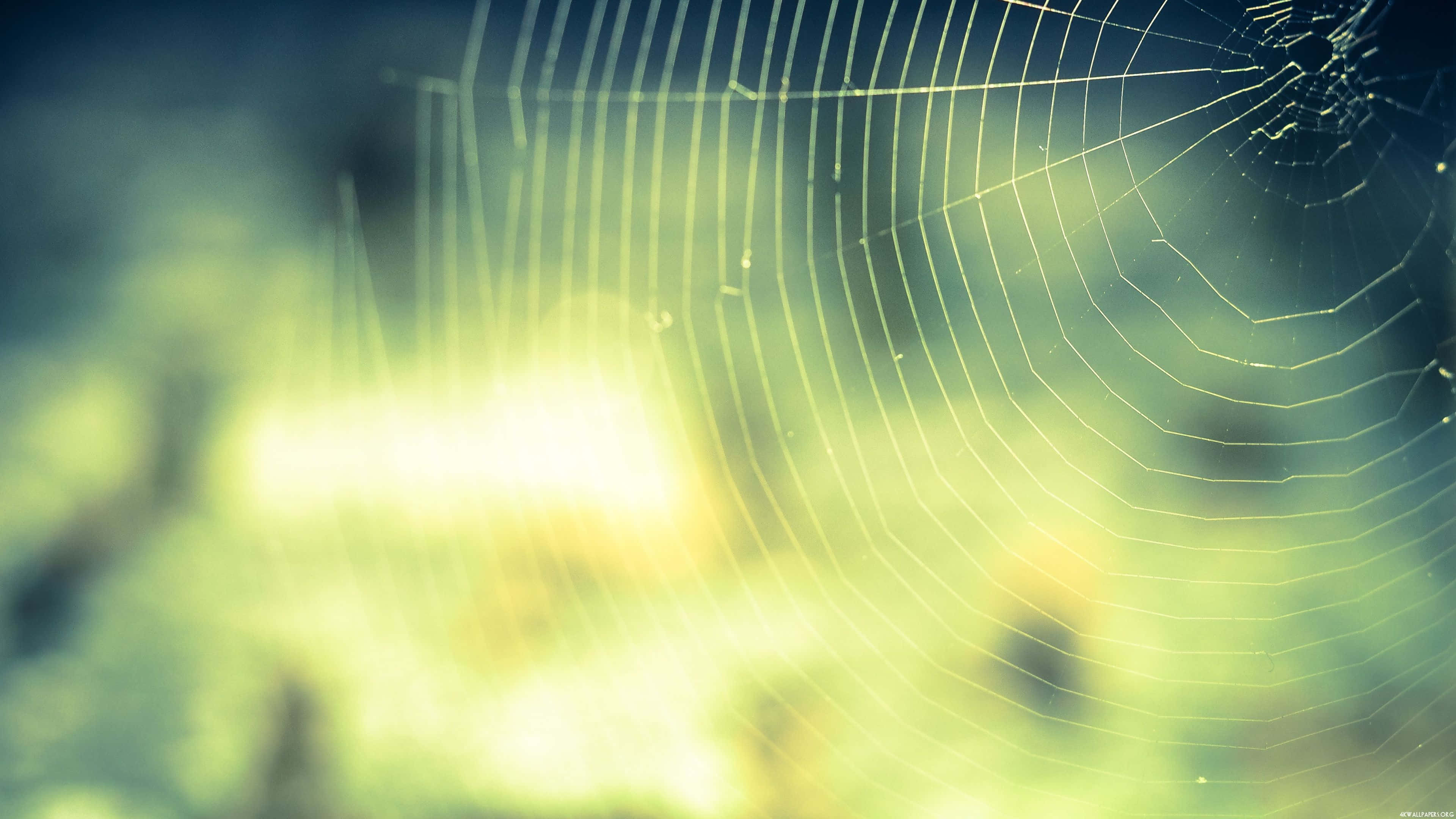 Spider Webs 桌布 壁紙 — 精緻的蜘蛛網在露珠的點綴下閃閃發光，背景是柔和模糊的綠色和黃色光線。
