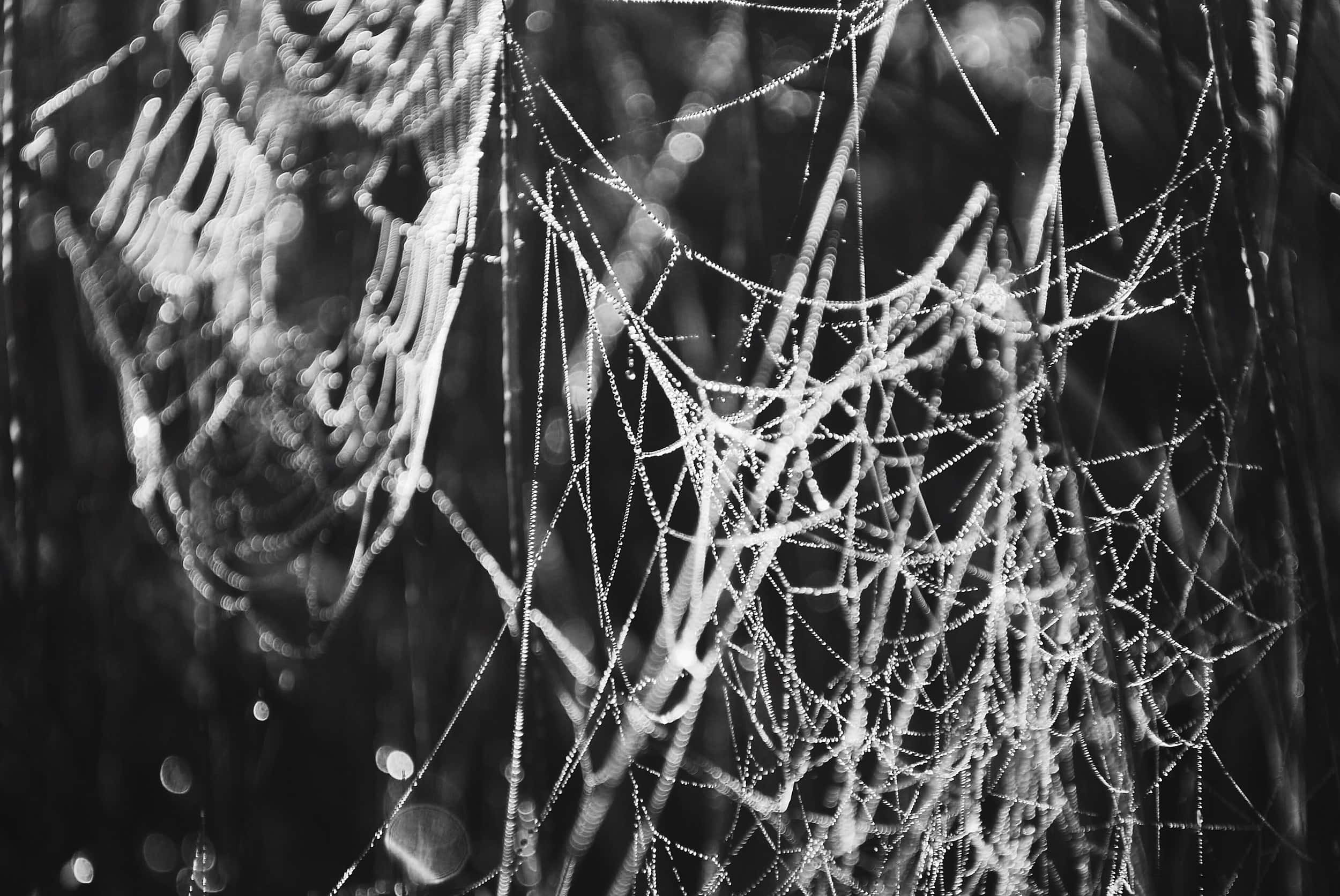 Cobwebs 桌布 壁紙 — 精緻的蜘蛛網在黑暗模糊的背景上閃爍著露珠，呈現單色調。