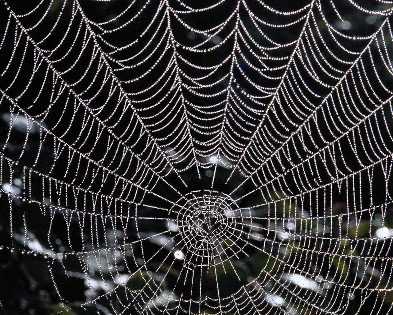 Spider Webs 桌布 壁紙 — 精緻的蜘蛛網在黑暗模糊的背景上閃爍著露珠，形成燦爛而複雜的圖案。