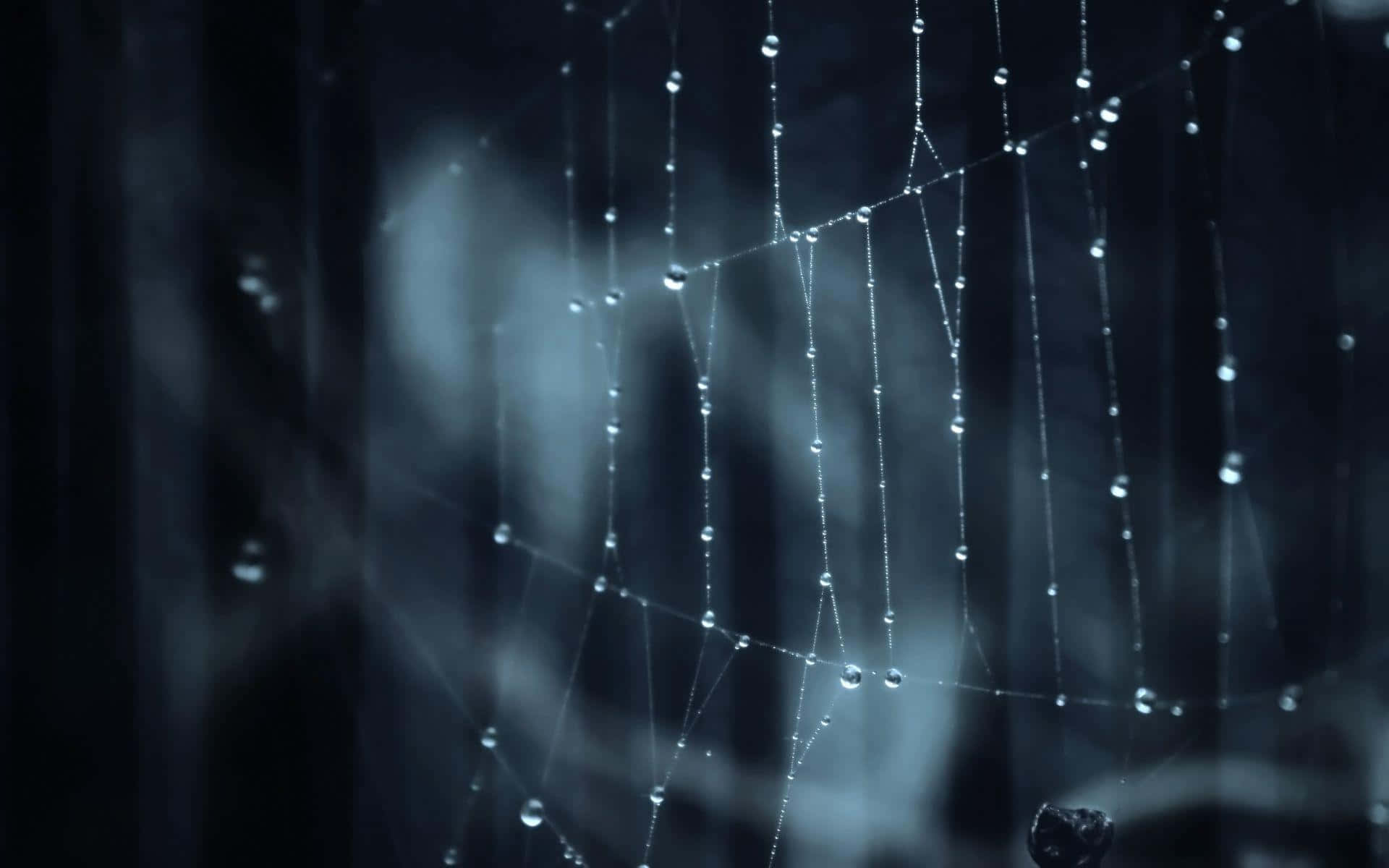 Dark Web 桌布 壁紙 — 精緻的蜘蛛網在黑暗模糊的背景上閃爍著露珠，呈現冷藍色調。