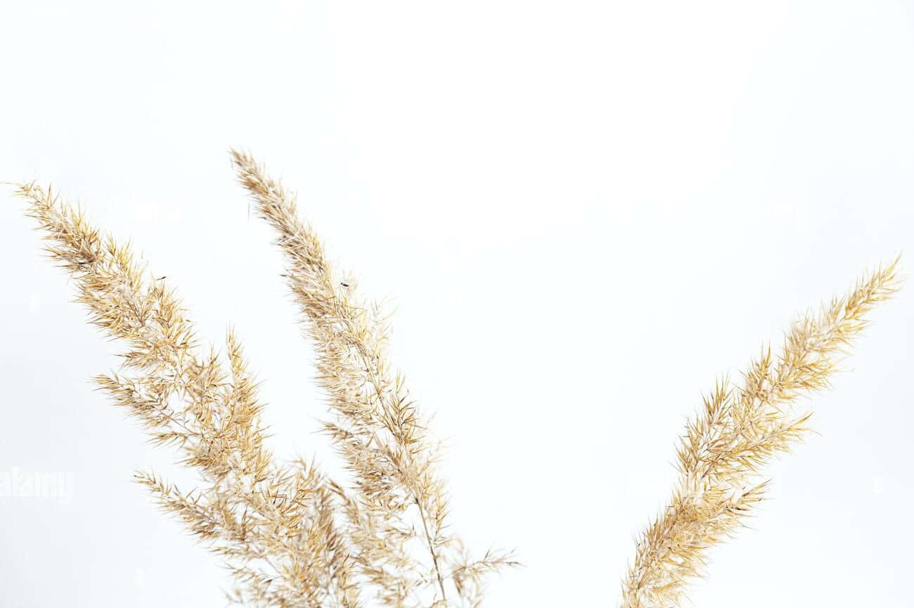 Grass 桌布 壁紙 — 精緻的金色蒲葦羽狀花穗在柔和的自然光下，在純白背景上優雅地升起。
