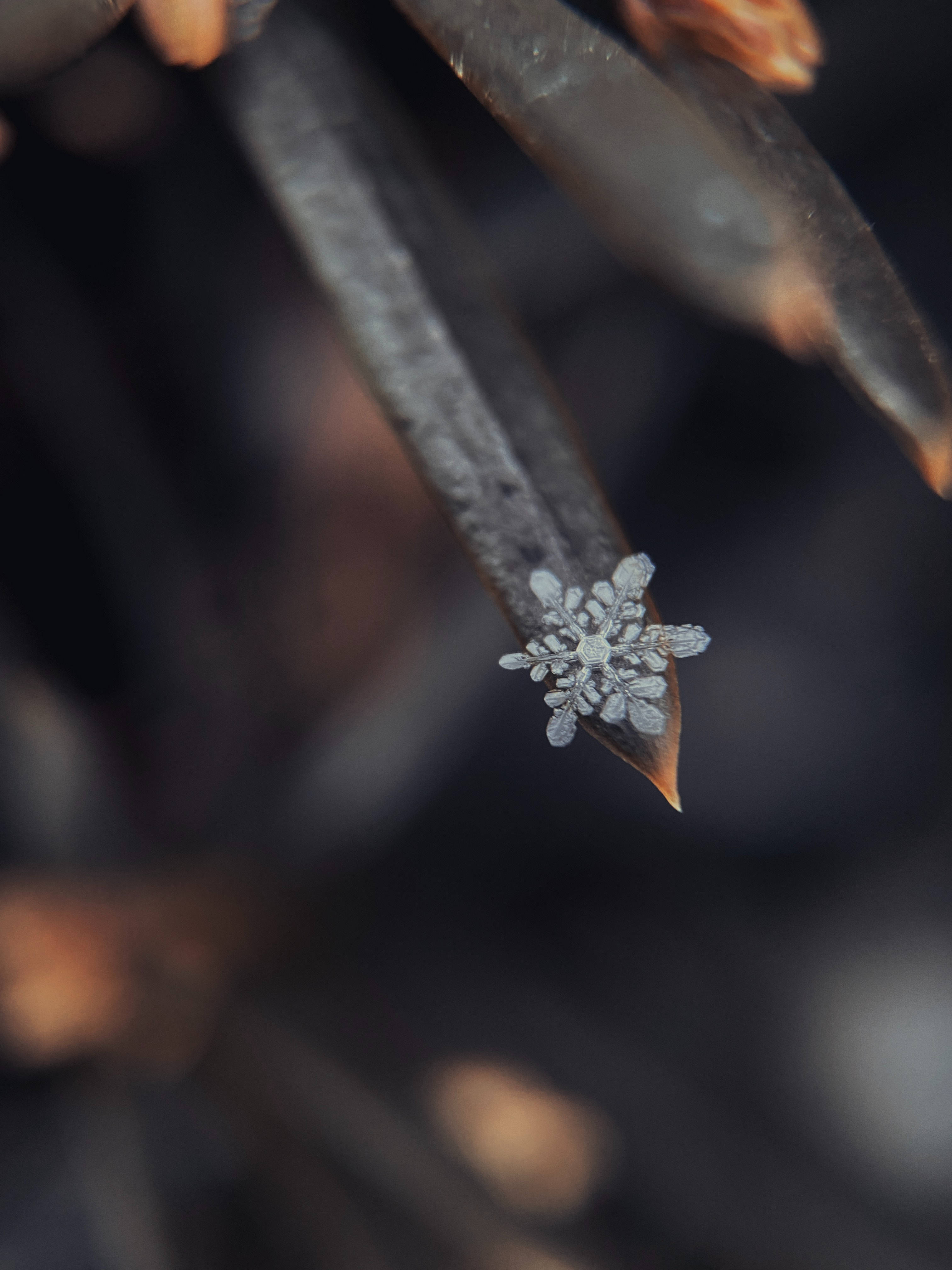 雪花 桌布 壁紙 — 精緻的霜晶在深棕色葉尖上形成完美的雪花，背景是模糊的自然景色。