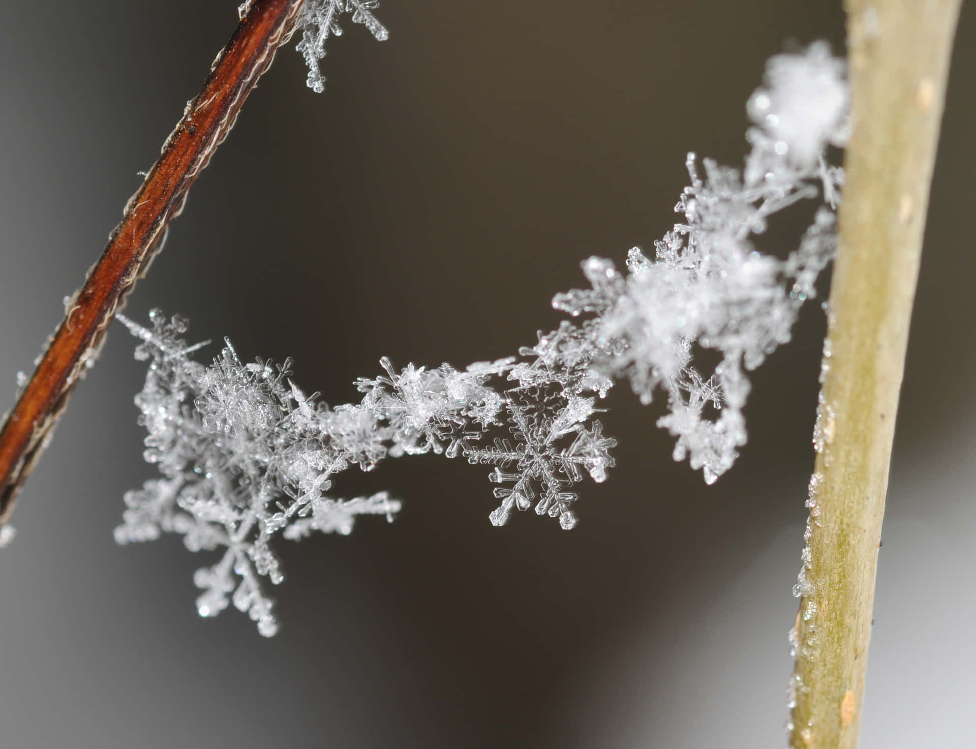雪花 桌布 壁紙 — 精緻的霜晶在纖細的植物莖上複雜地形成，背景柔和模糊。