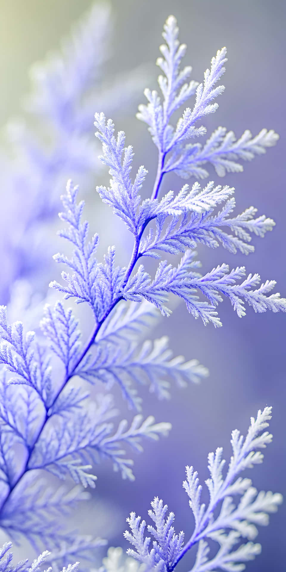 Close-Up of a Light Pink Branch with Sharp Details and Excellent Clarity 壁紙 — 精緻的霜覆蓋蕨類葉子在柔和的薰衣草光芒中閃耀，背景是模糊的粉彩。