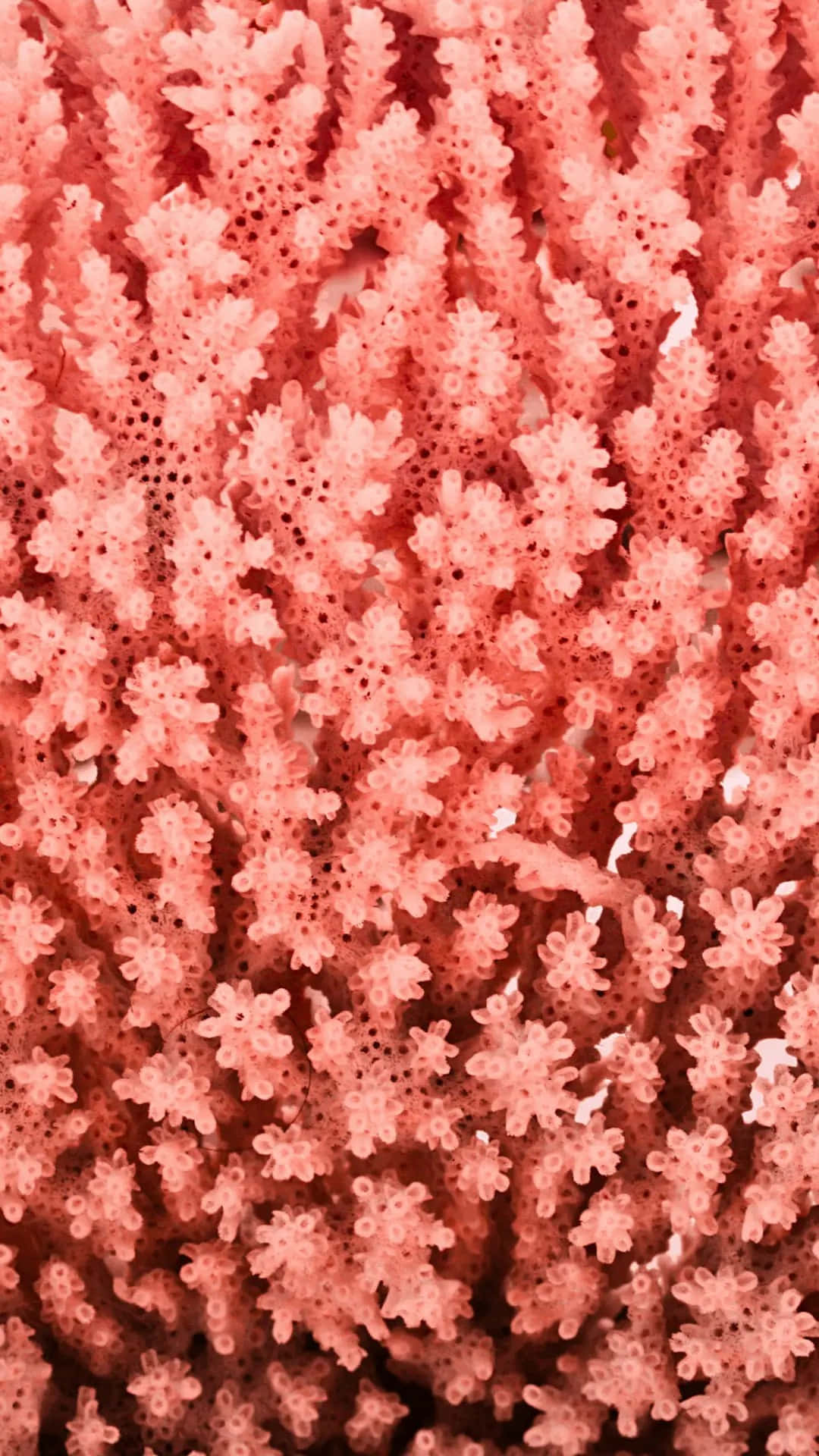 coral 桌布 壁紙 — 精緻粉紅珊瑚的特寫，帶有複雜的分支圖案和微小的水螅體，柔和地發光。