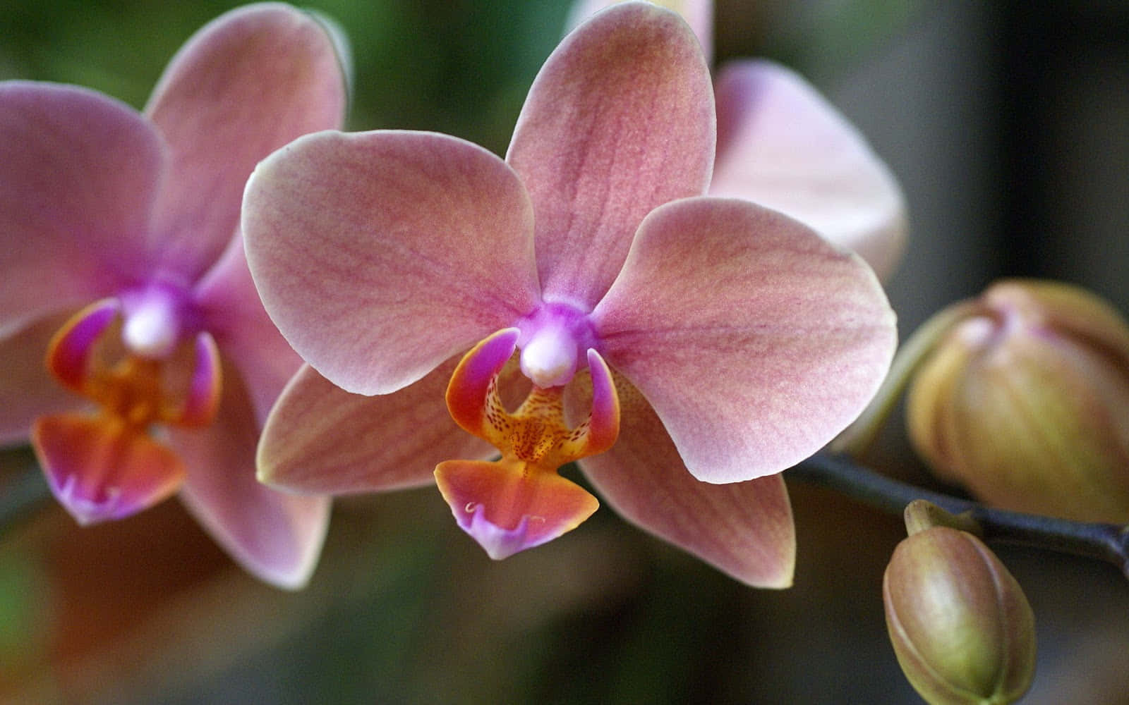 Orchid 桌布 壁紙 — 精緻粉紅蘭花的特寫，帶有鮮豔的紫色和橙色中心，背景為柔和的模糊綠色。