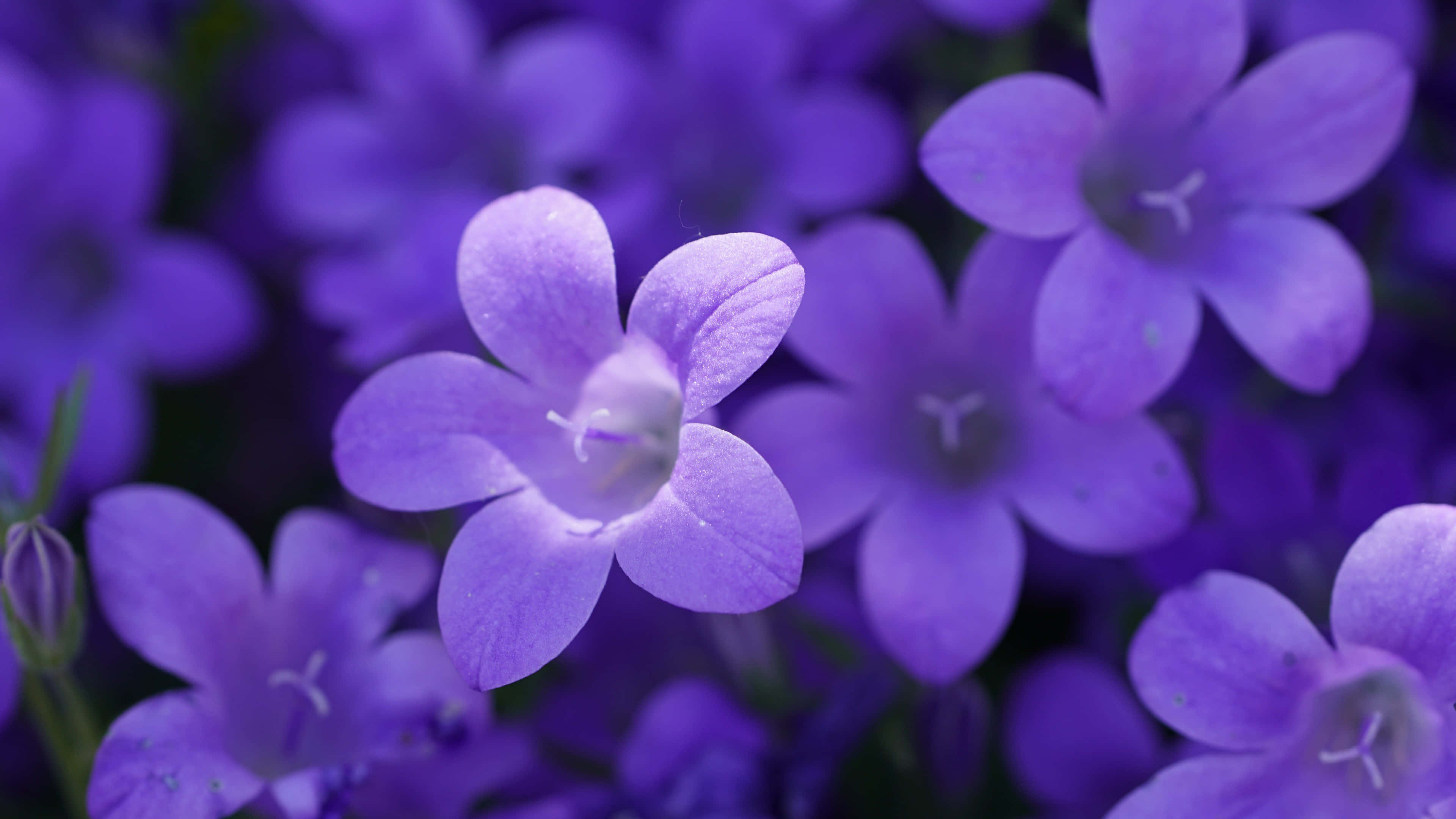 Violet 桌布 壁紙 — 精緻紫色鈴鐺形花朵的特寫，背景柔和模糊。