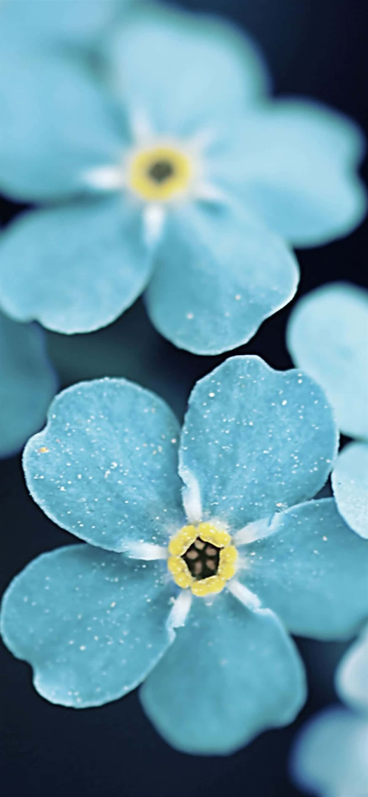 Blue Flowers 桌布 壁紙 — 精緻藍色勿忘我的特寫，露珠在黑暗模糊的背景上柔和發光。
