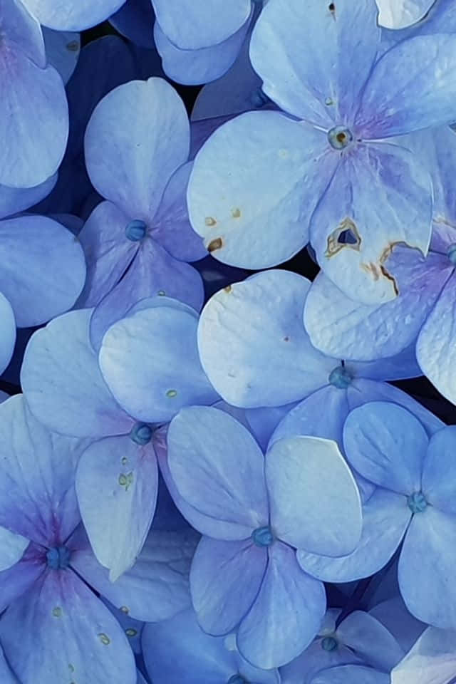 iPhone Flower 桌布 壁紙 — 精緻藍色繡球花的特寫，帶有微妙的紫色色調和自然瑕疵。
