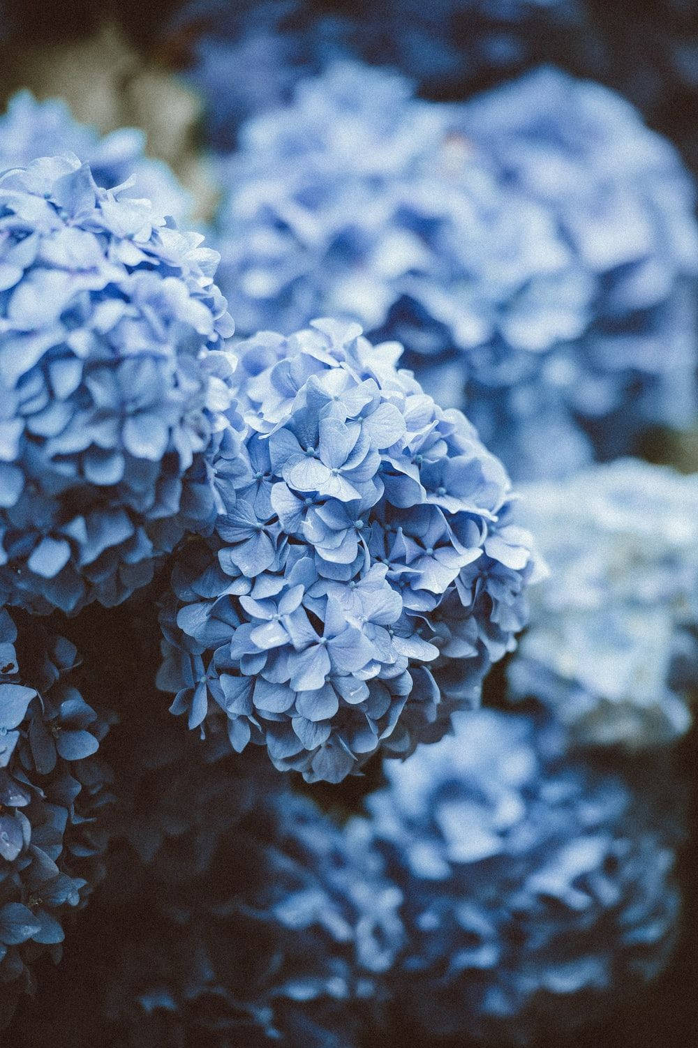 Flowers 桌布 壁紙 — 精緻藍色繡球花近距離特寫，背景柔和，燈光偏冷色調。