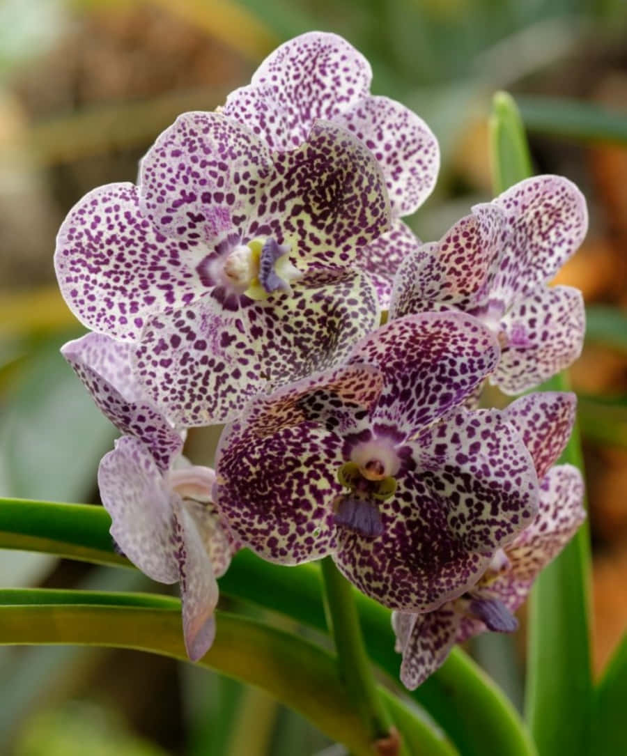 Orchid 桌布 壁紙 — 精緻蘭花近拍，紫色斑點花瓣襯托柔軟綠色葉片。