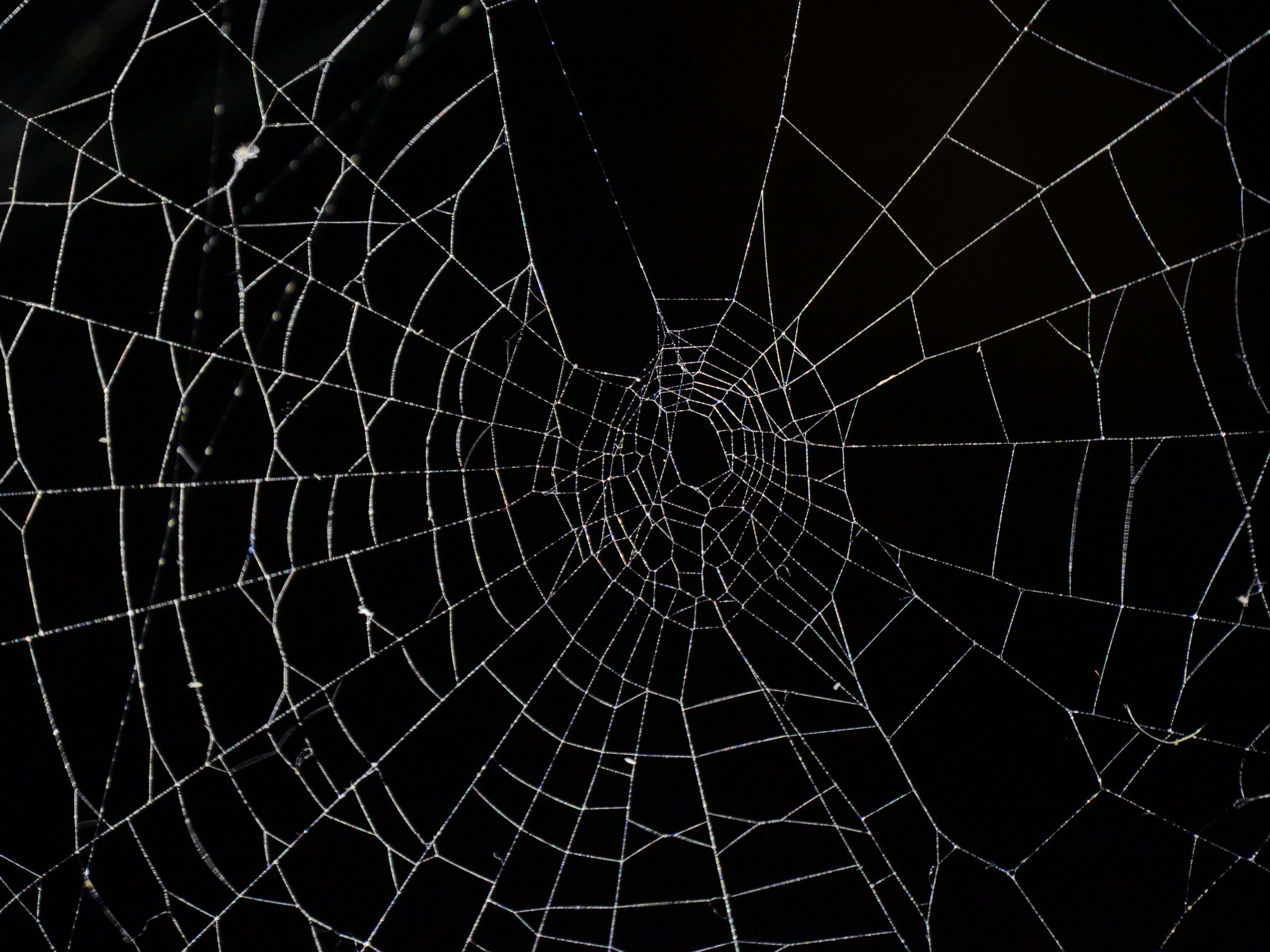 Spider Web 桌布 壁紙 — 精緻複雜的蜘蛛網在漆黑的背景下閃爍著露珠，形成迷人的放射狀圖案。
