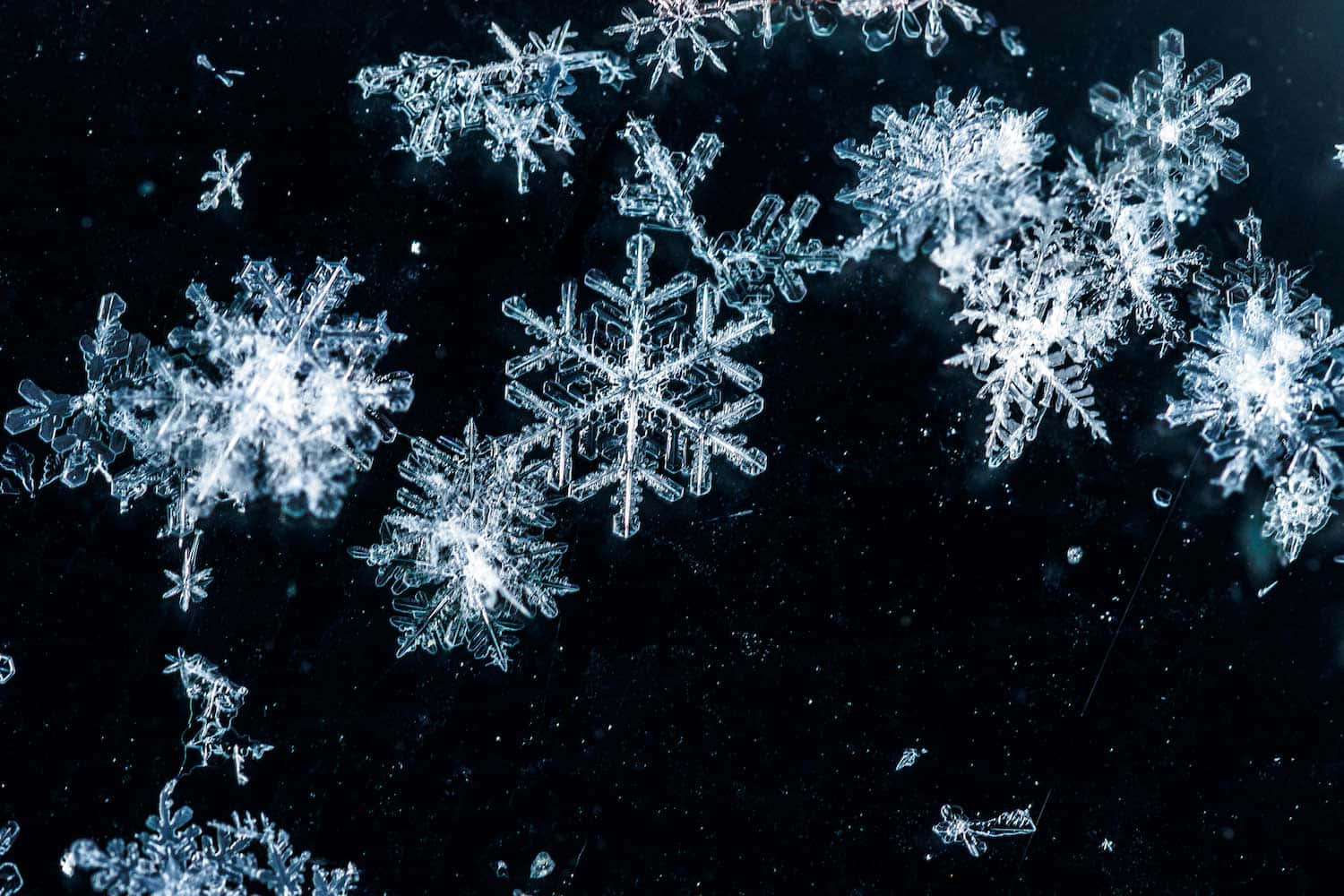 雪花 桌布 壁紙 — 精緻複雜的雪花在深黑色背景上閃爍著冰冷的光芒。