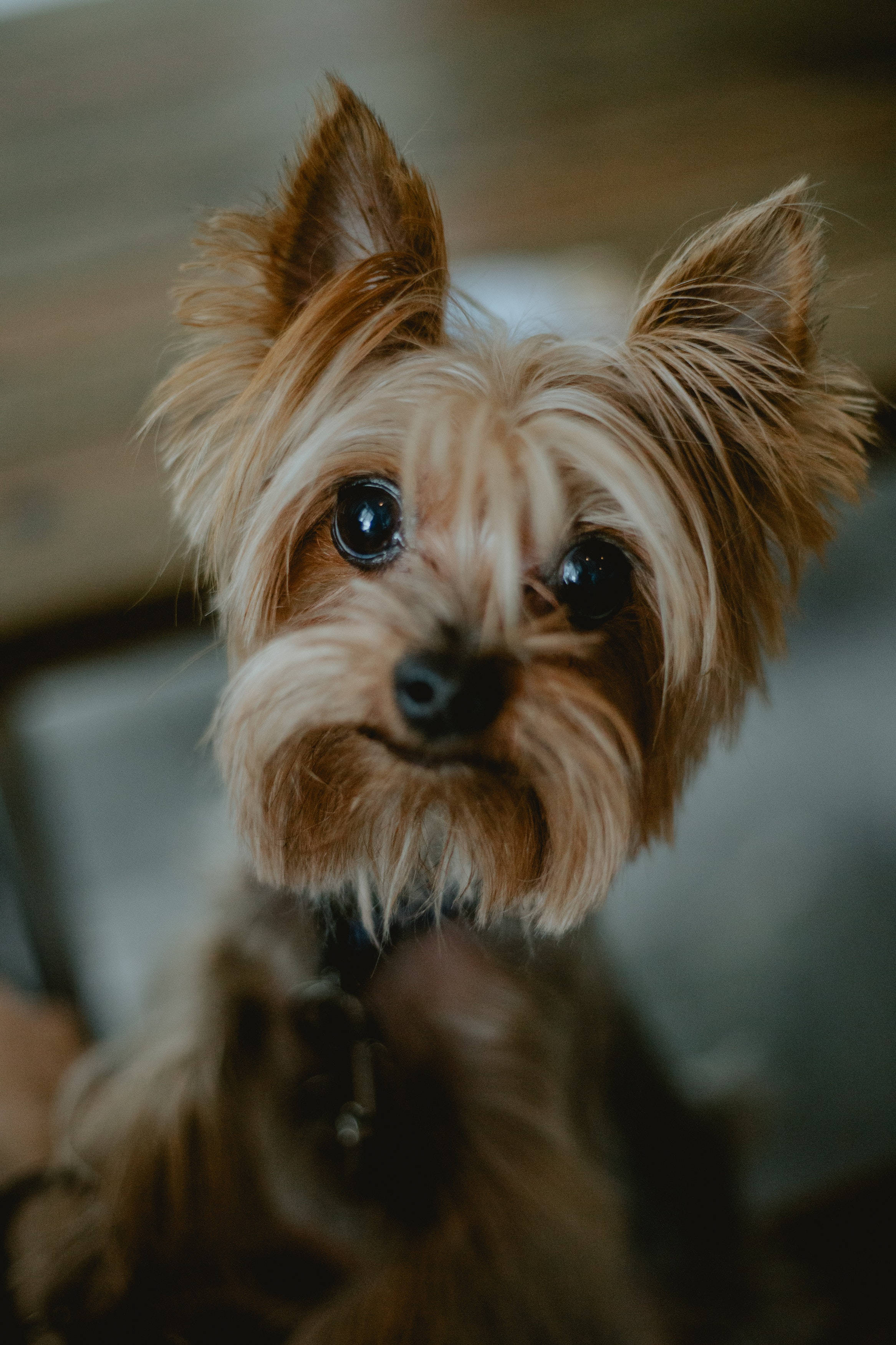 Terrier 桌布 壁紙 — 約克夏㹴的特寫，有大黑眼睛和蓬鬆的棕褐色毛髮，直視鏡頭。