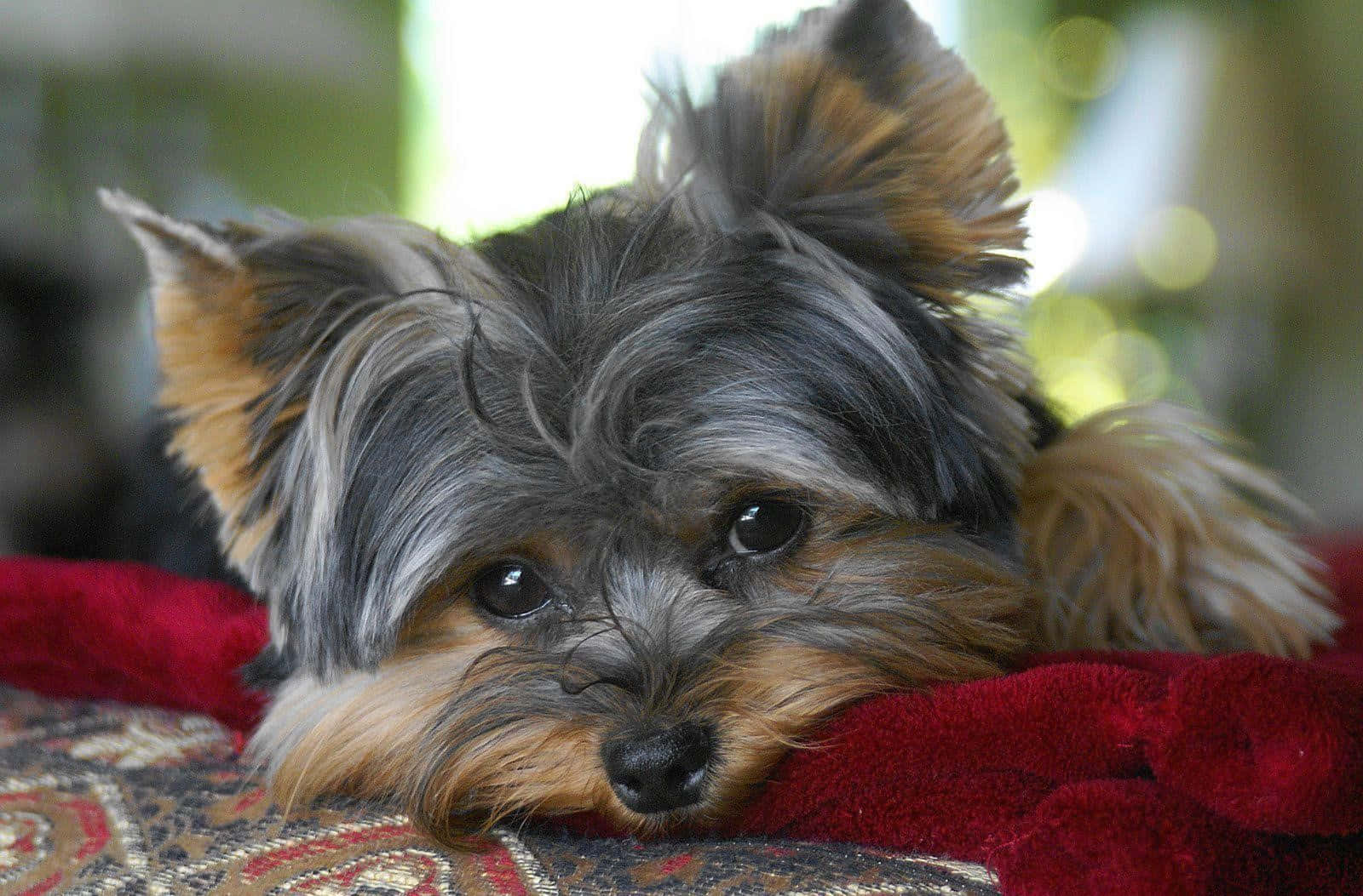 yorkie 桌布 壁紙 — 約克夏㹴的特寫，牠有絲滑的灰色和棕褐色毛髮，將頭放在紅色毯子上休息。