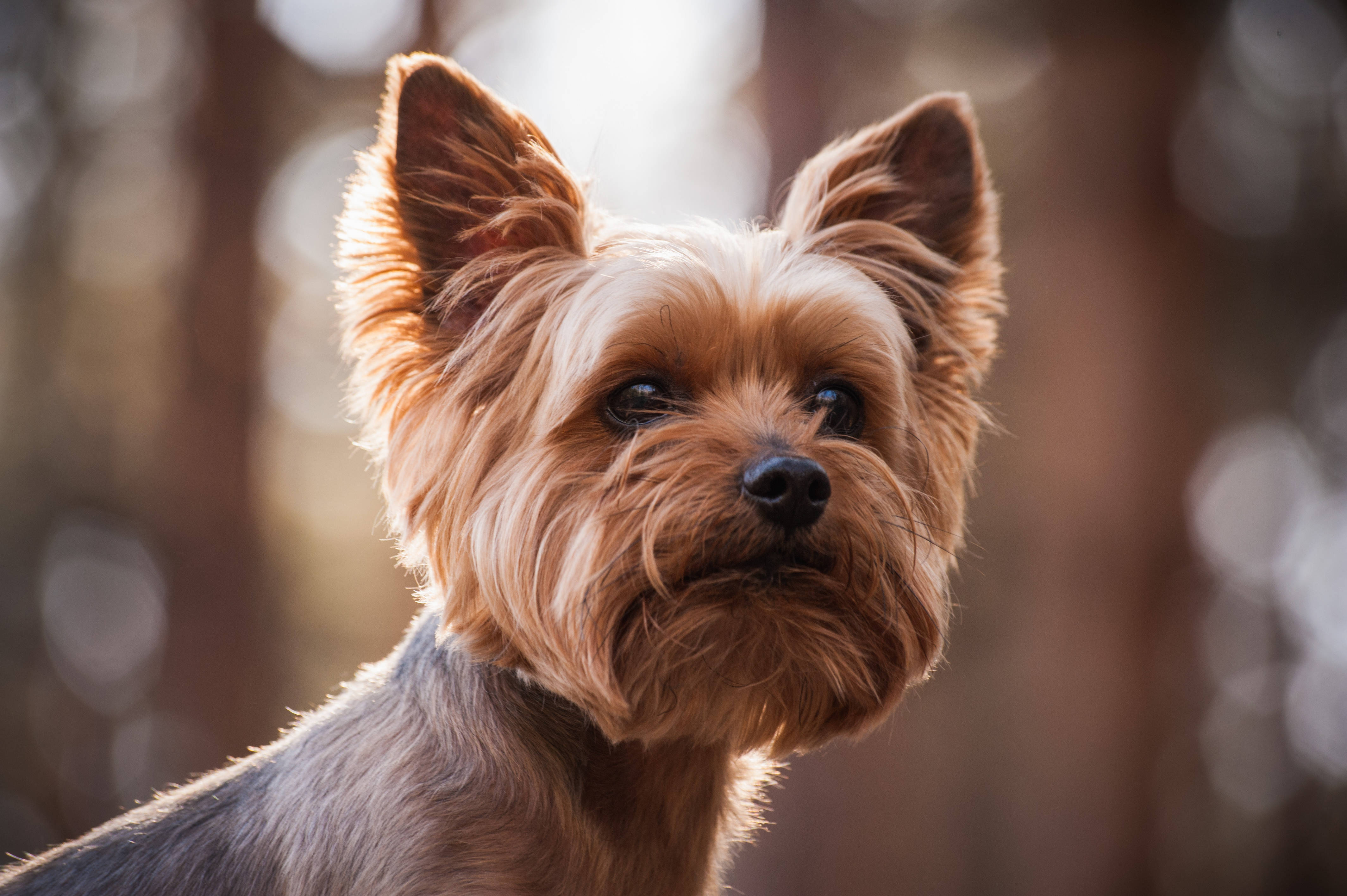Terrier 桌布 壁紙 — 約克夏㹴的特寫肖像，金色毛髮和警覺的耳朵，背景是柔和模糊的森林。