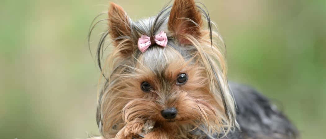 Terrier Dog 桌布 壁紙 — 約克夏㹴的近距離特寫，頭上戴著粉紅色蝴蝶結，直視鏡頭。