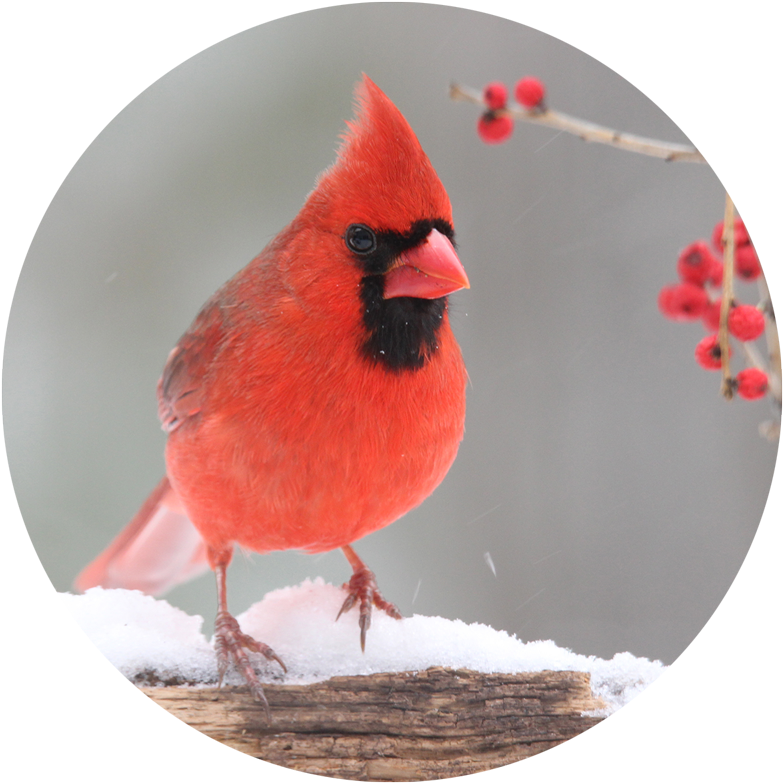 紅 cardinal 雪中 壁紙