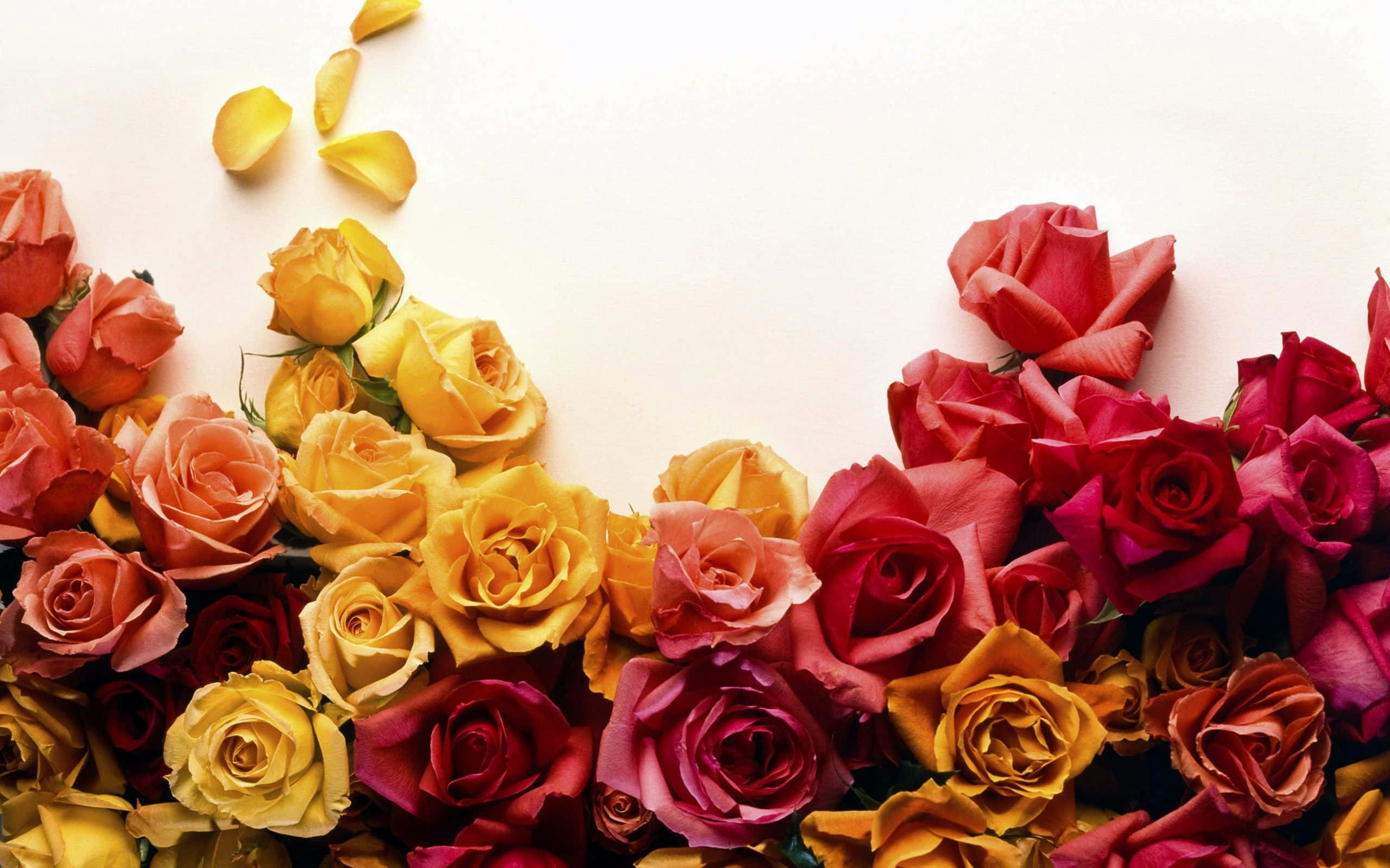 Best Roses 桌布 壁紙 — 紅、黃、橙色的玫瑰形成鮮豔的瀑布，傾瀉在潔白的表面上，散落的花瓣在上方飄舞。