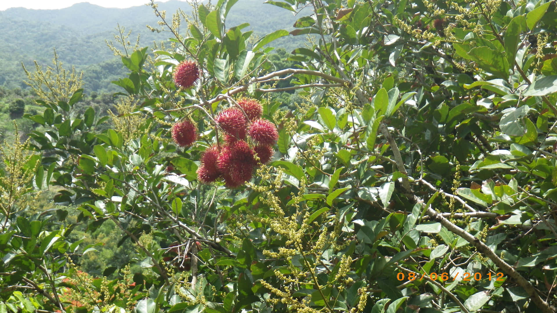 Fruits 桌布 壁紙 — 紅毛丹果實成串掛在茂密的綠樹上，背景是森林覆蓋的山脈，在明亮的日光下。