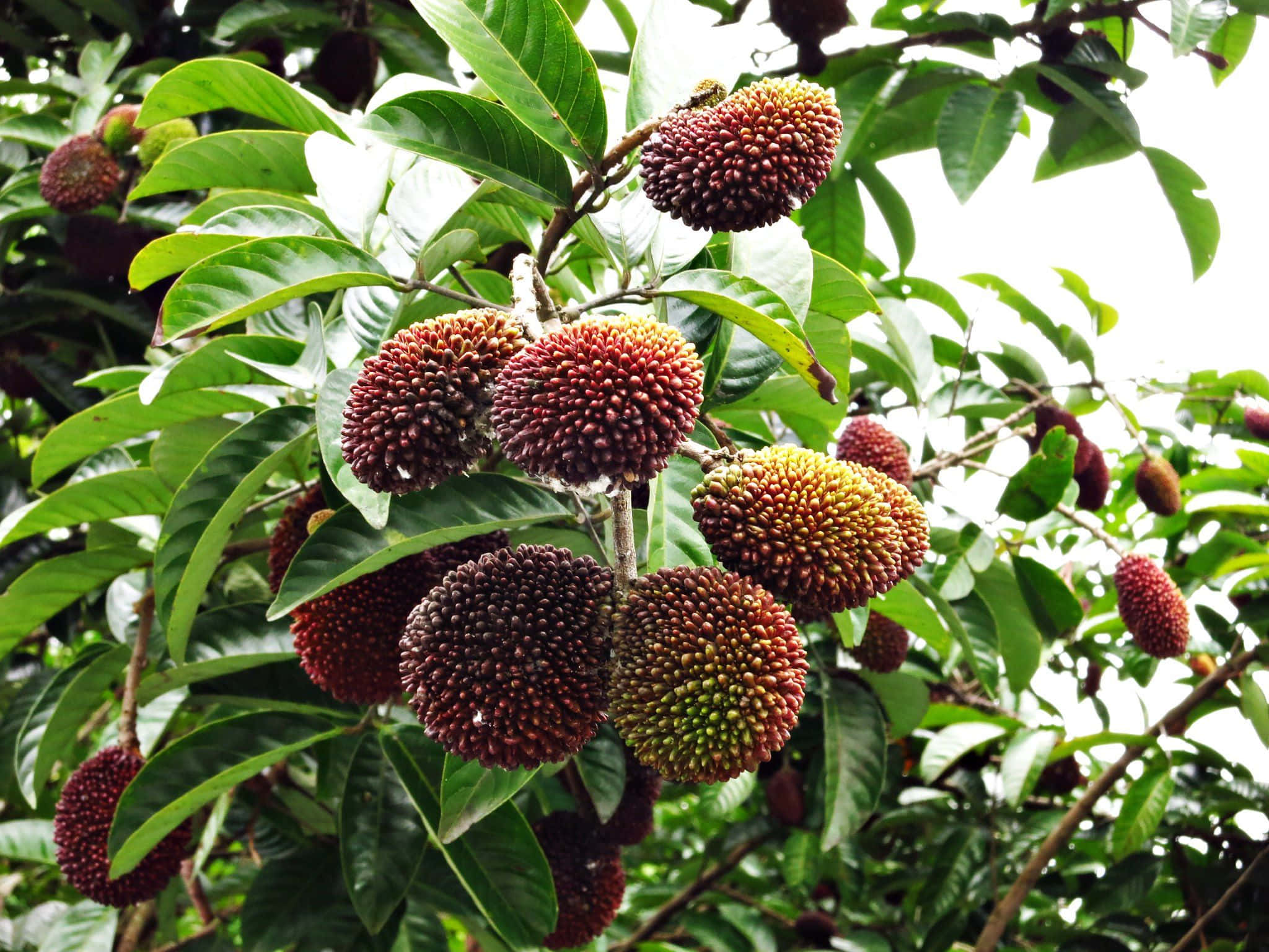 Fruits 桌布 壁紙 — 紅毛丹果實成簇生長在樹上，樹葉茂盛翠綠，在明亮的日光下。