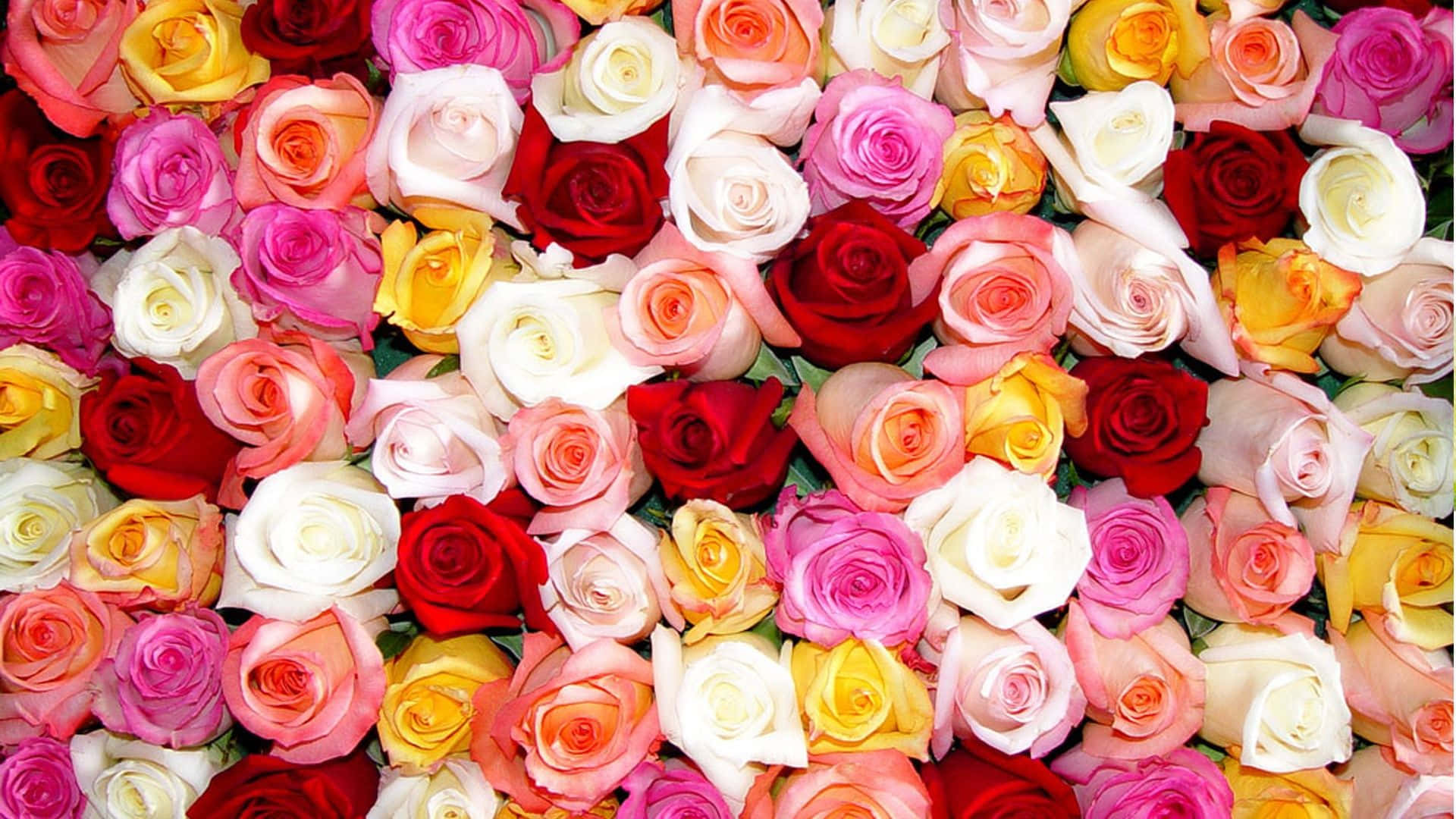 Best Roses 桌布 壁紙 — 紅色、粉紅色、黃色和白色玫瑰緊密排列的鮮豔特寫，營造出茂盛的花卉掛毯。