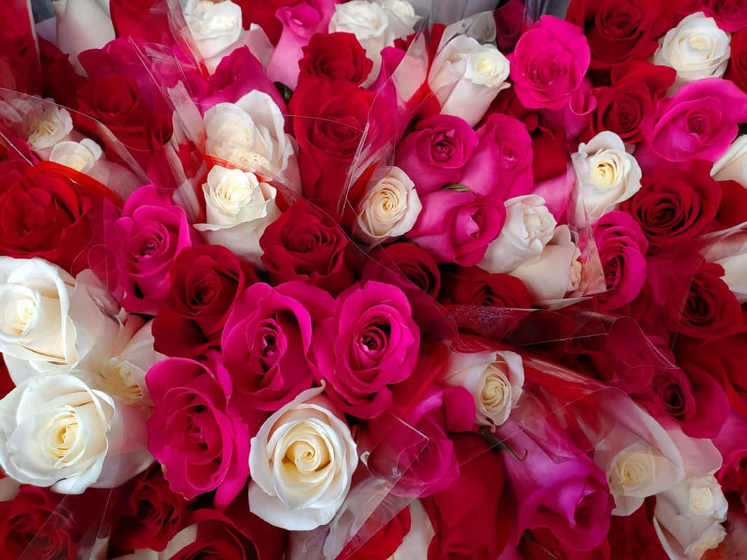 Best Flowers 桌布 壁紙 — 紅色、粉紅色和白色玫瑰的鮮明特寫，包裹在透明玻璃紙中，繫有紅色絲帶。