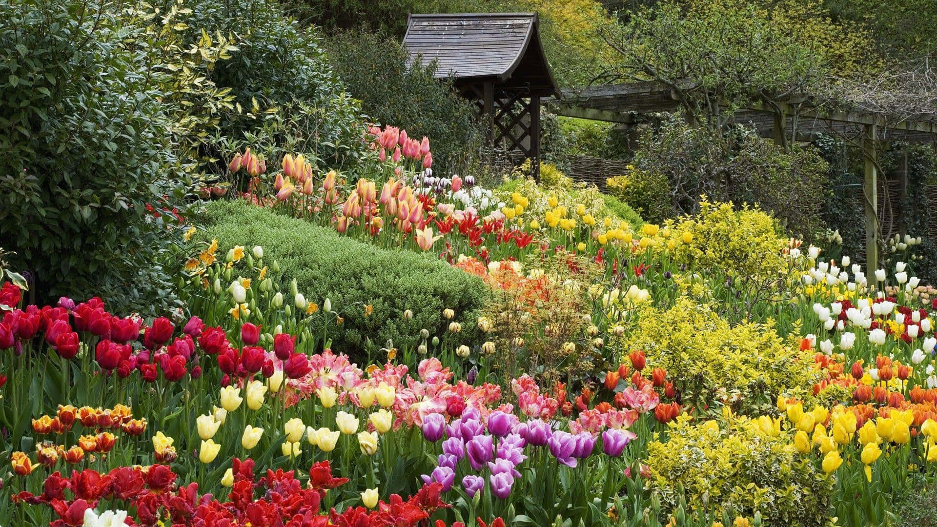 Cottage Garden 桌布 壁紙 — 紅色、黃色和紫色的鮮豔鬱金香花田在茂盛的花園中盛開，配有木製涼亭和綠植，在柔和日光下。