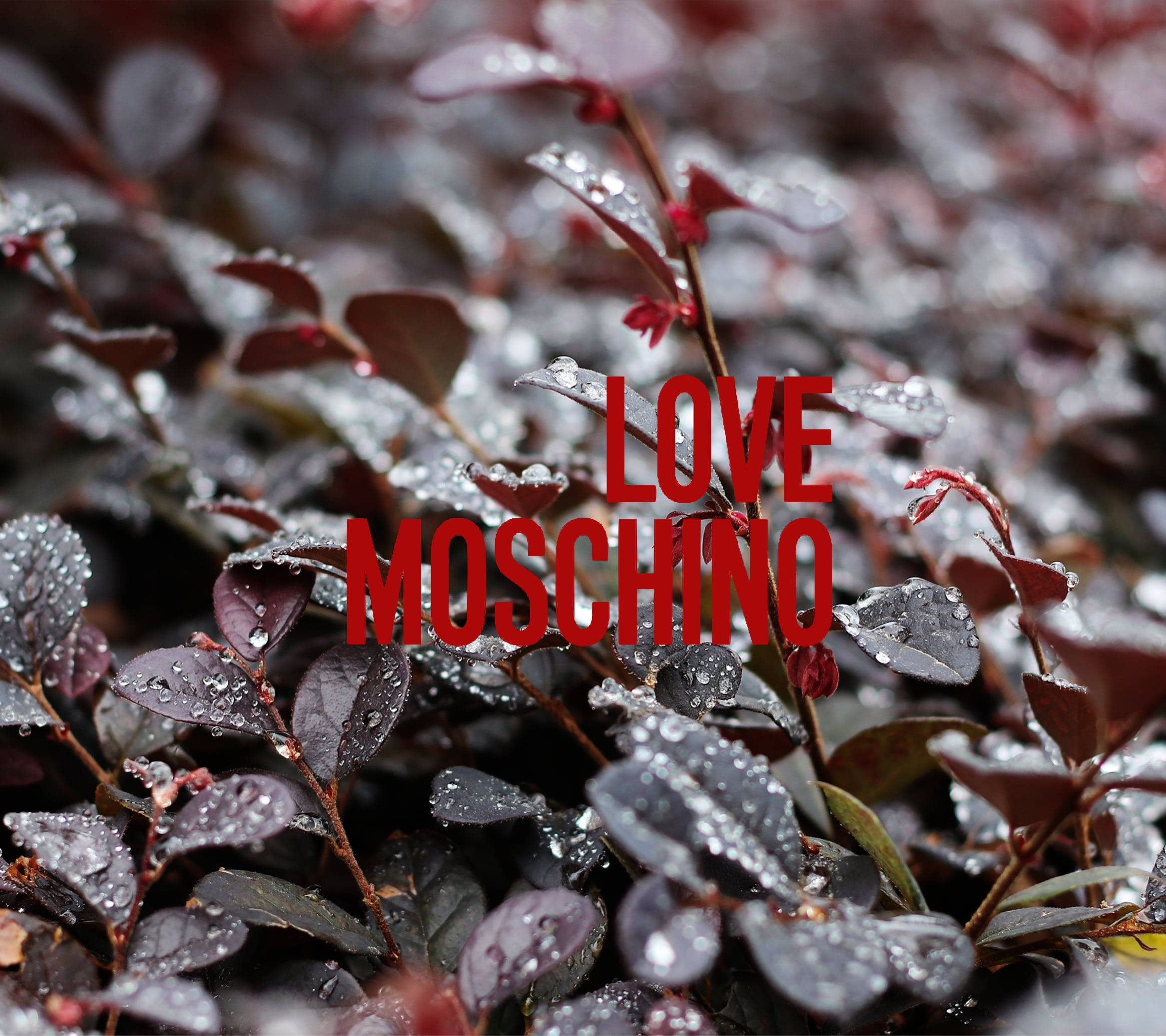 moschino 桌布 壁紙 — 紅色文字 LOVE MOSCHINO 覆蓋在帶有露水的深酒紅色葉子上，景深較淺。