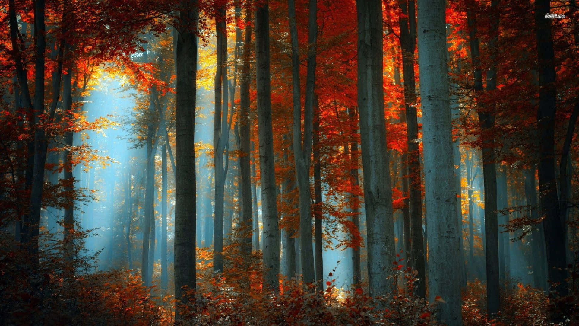 紅色樹林中的陽光 壁紙