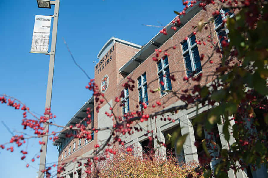 Building 桌布 壁紙 — 紅色漿果和秋葉環繞著一棟磚造大學建築，上面有「密蘇里老虎」標誌，背景是清澈的藍天。