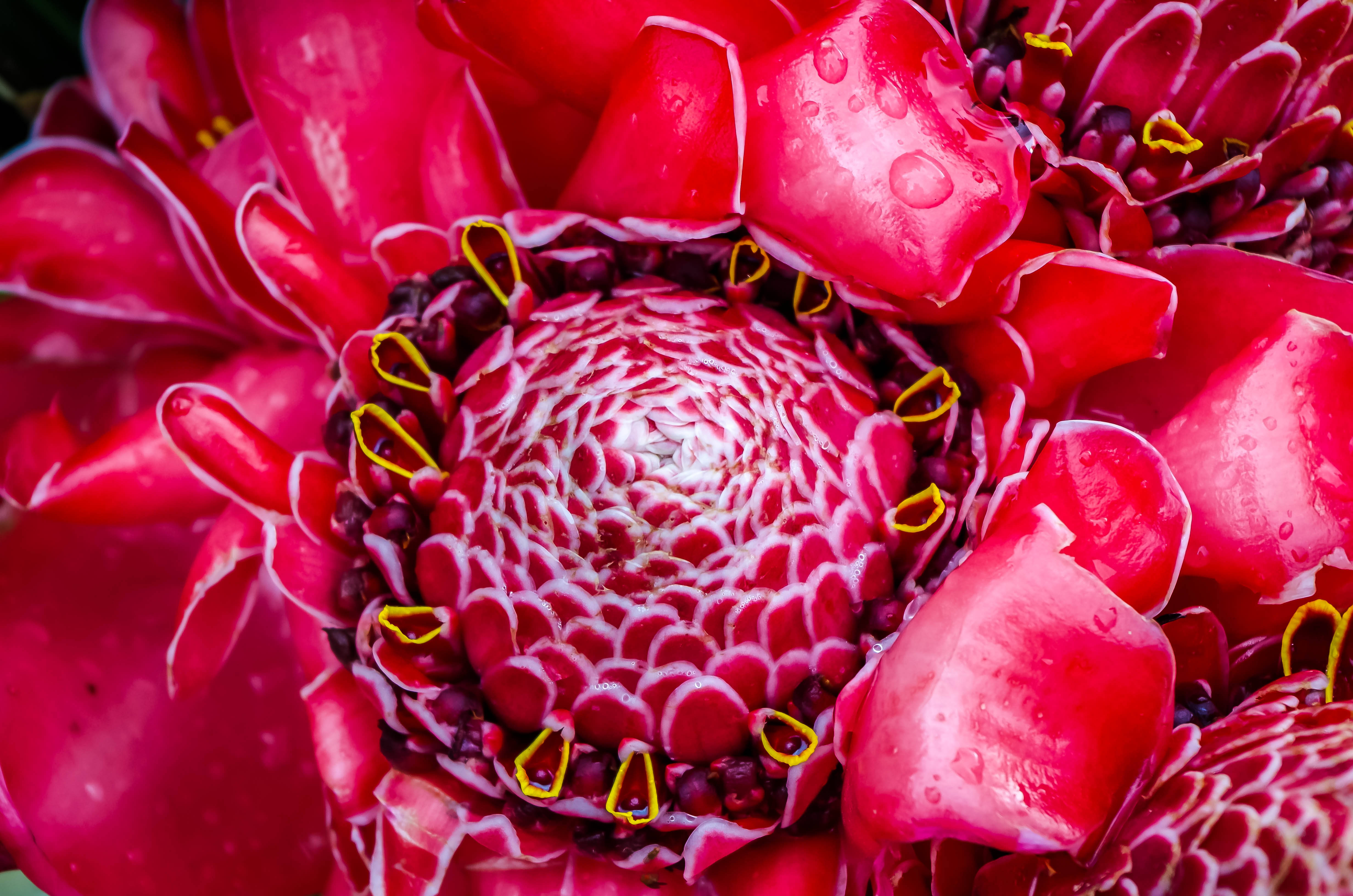Vanuatu 桌布 壁紙 — 紅色火炬薑花的鮮豔特寫，露珠在其有紋理的花瓣和黃色雄蕊上閃閃發光。