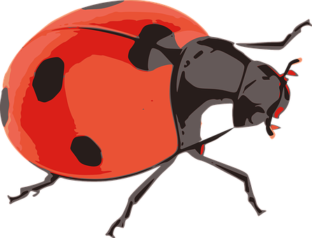 紅色瓢蟲插圖 壁紙