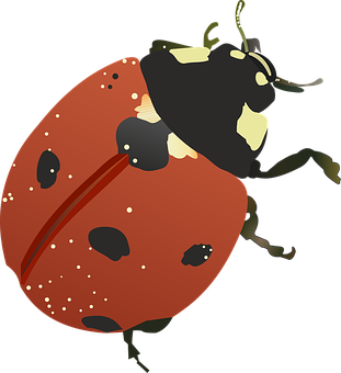 紅色瓢蟲插畫 壁紙