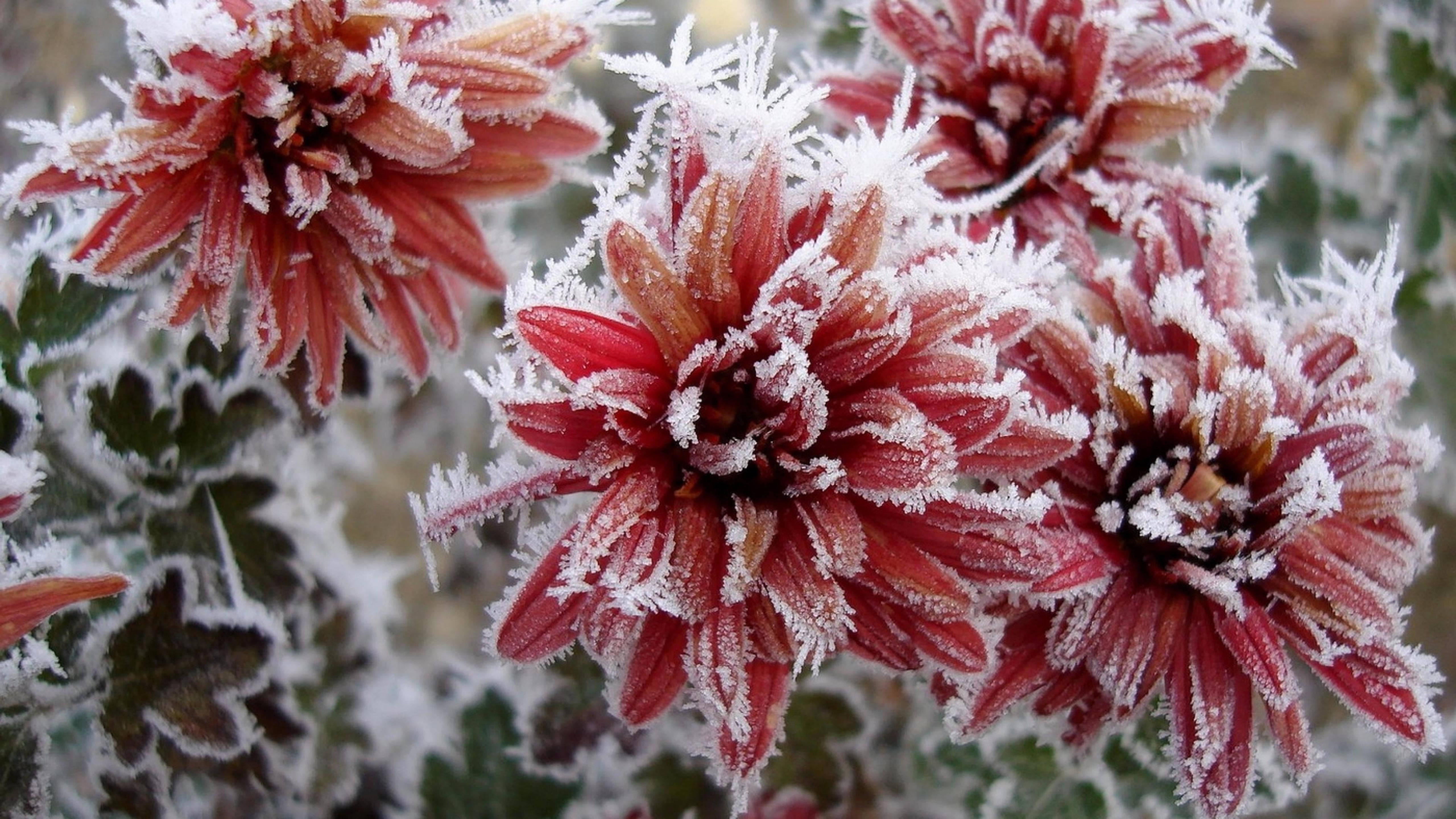 Chrysanthemum 桌布 壁紙 — 紅色的菊花上細緻地覆蓋著霜，在柔和模糊的冬季背景下閃閃發光。