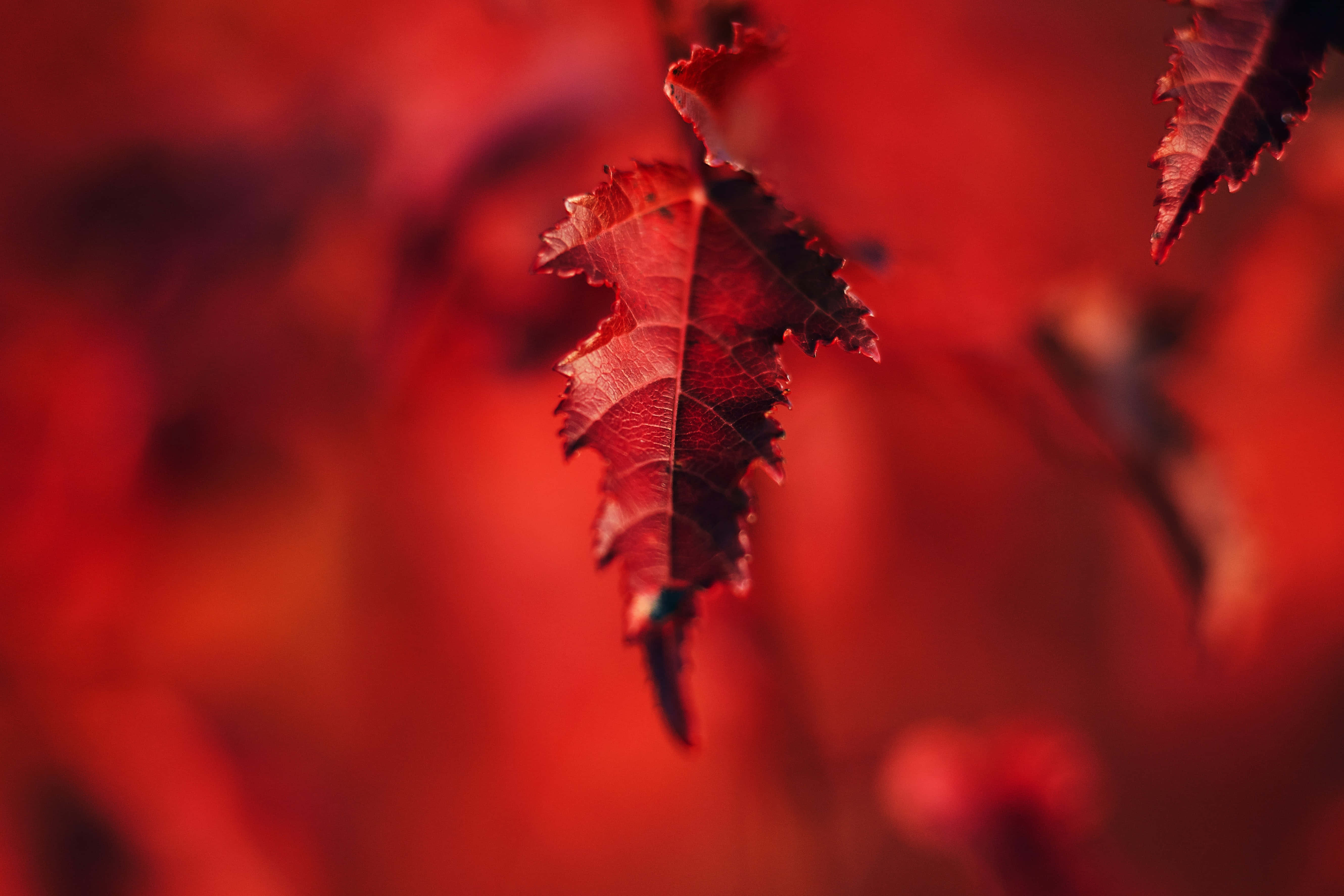 紅色背景 壁紙
