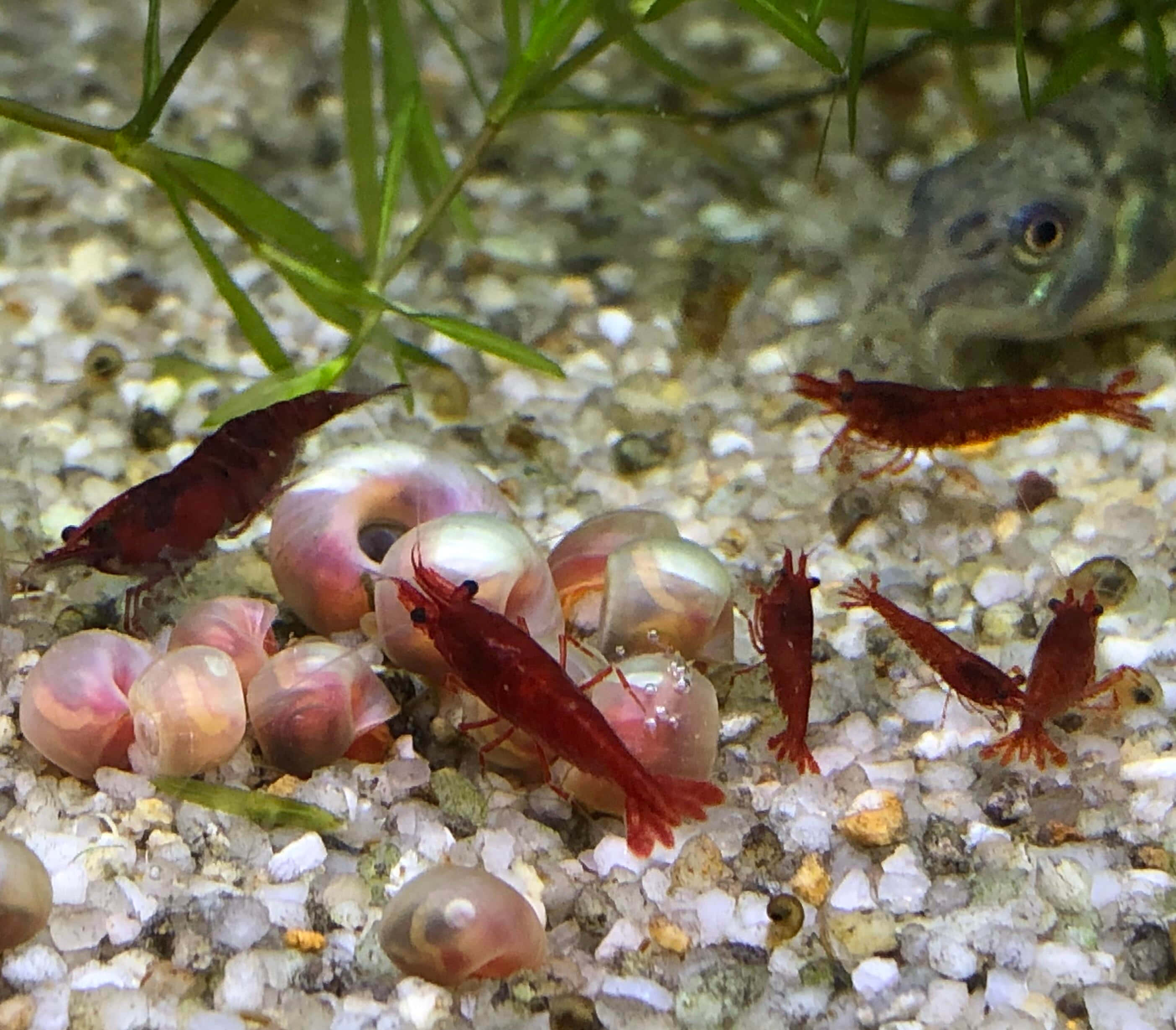 Pink Snail 桌布 壁紙 — 紅色蝦聚集在半透明粉紅色蝸牛卵周圍，在礫石上，有綠色水生植物和背景中的青蛙頭。