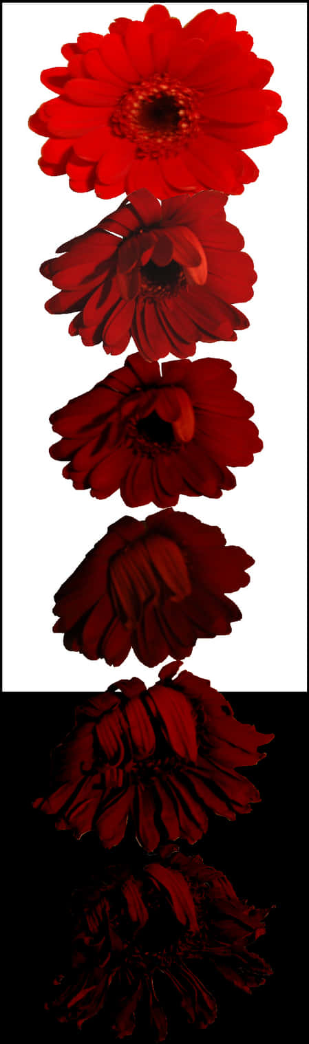 紅花倒影 壁紙
