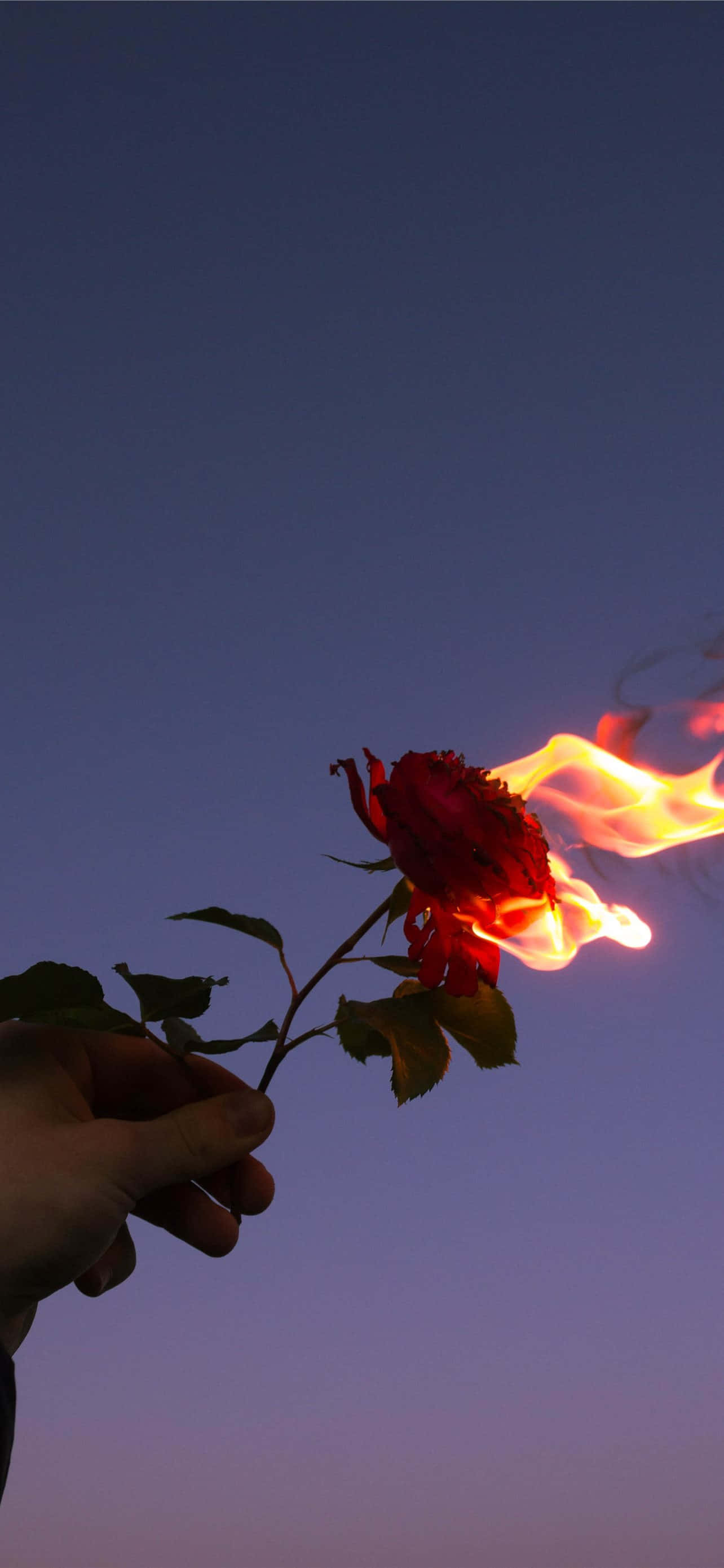 紅花照片 壁紙