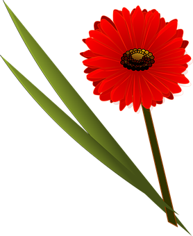 紅花黑底 壁紙