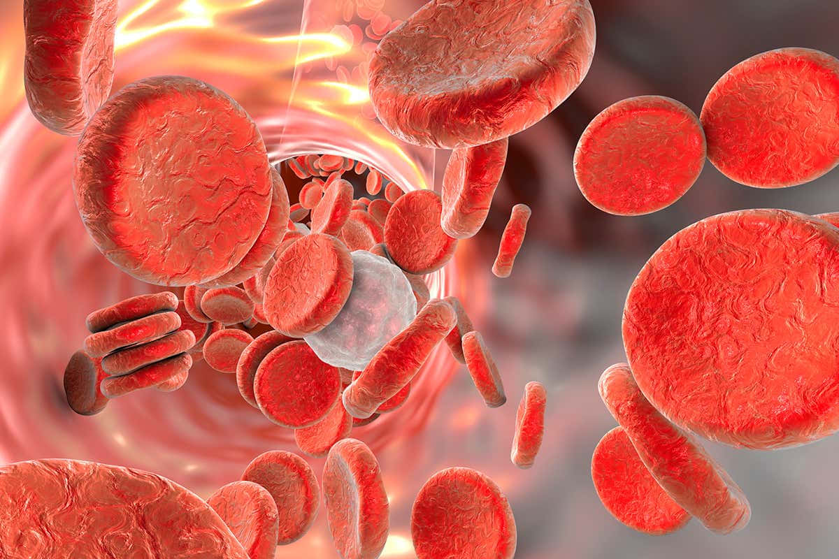 Red Blood Cells 桌布 壁紙 — 紅血球動態地流經發光的血管，其中可見一個白血球。